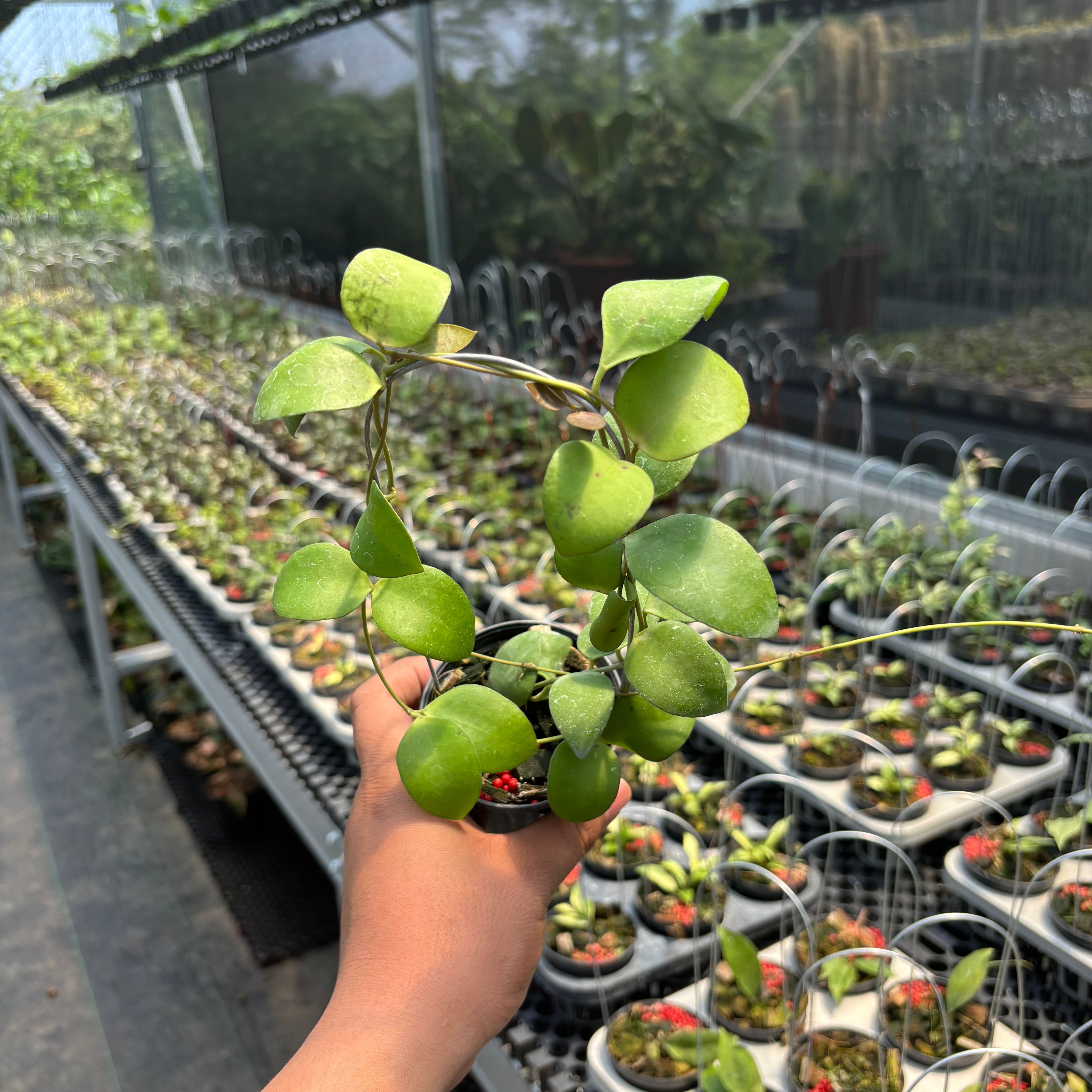 Hoya Myrmecopa "Selayar"