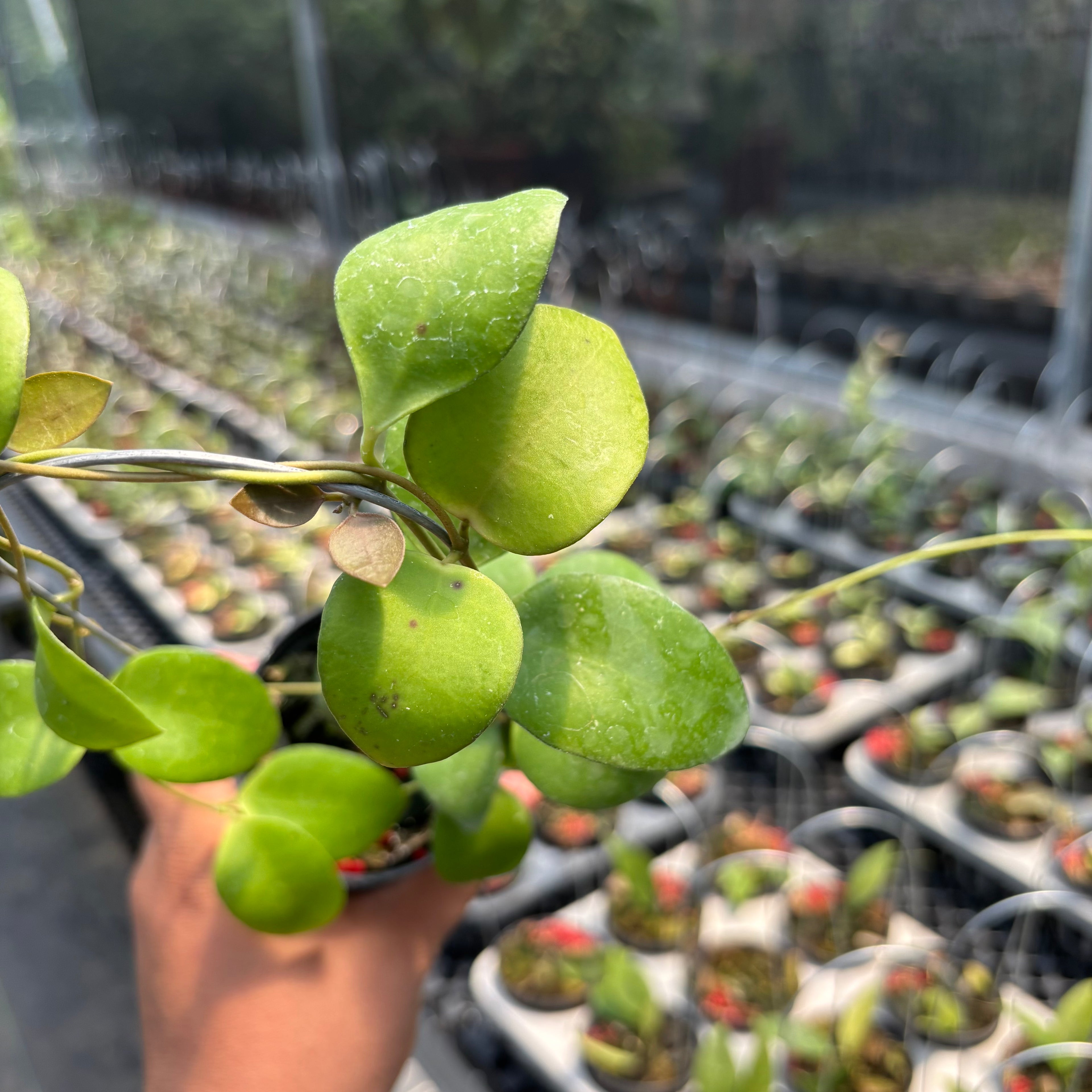 Hoya Myrmecopa "Selayar"