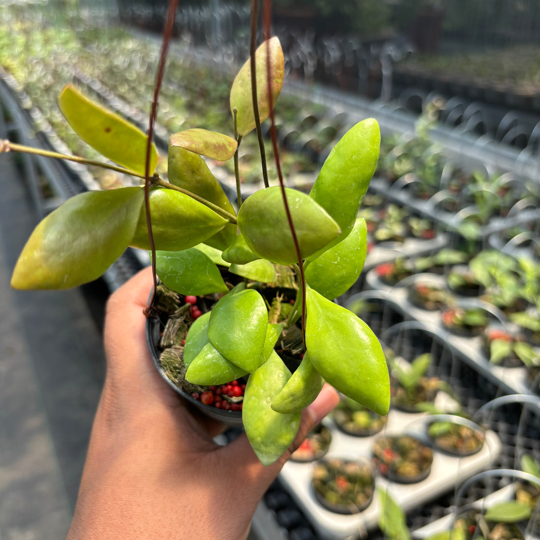 Hoya Palilimba
