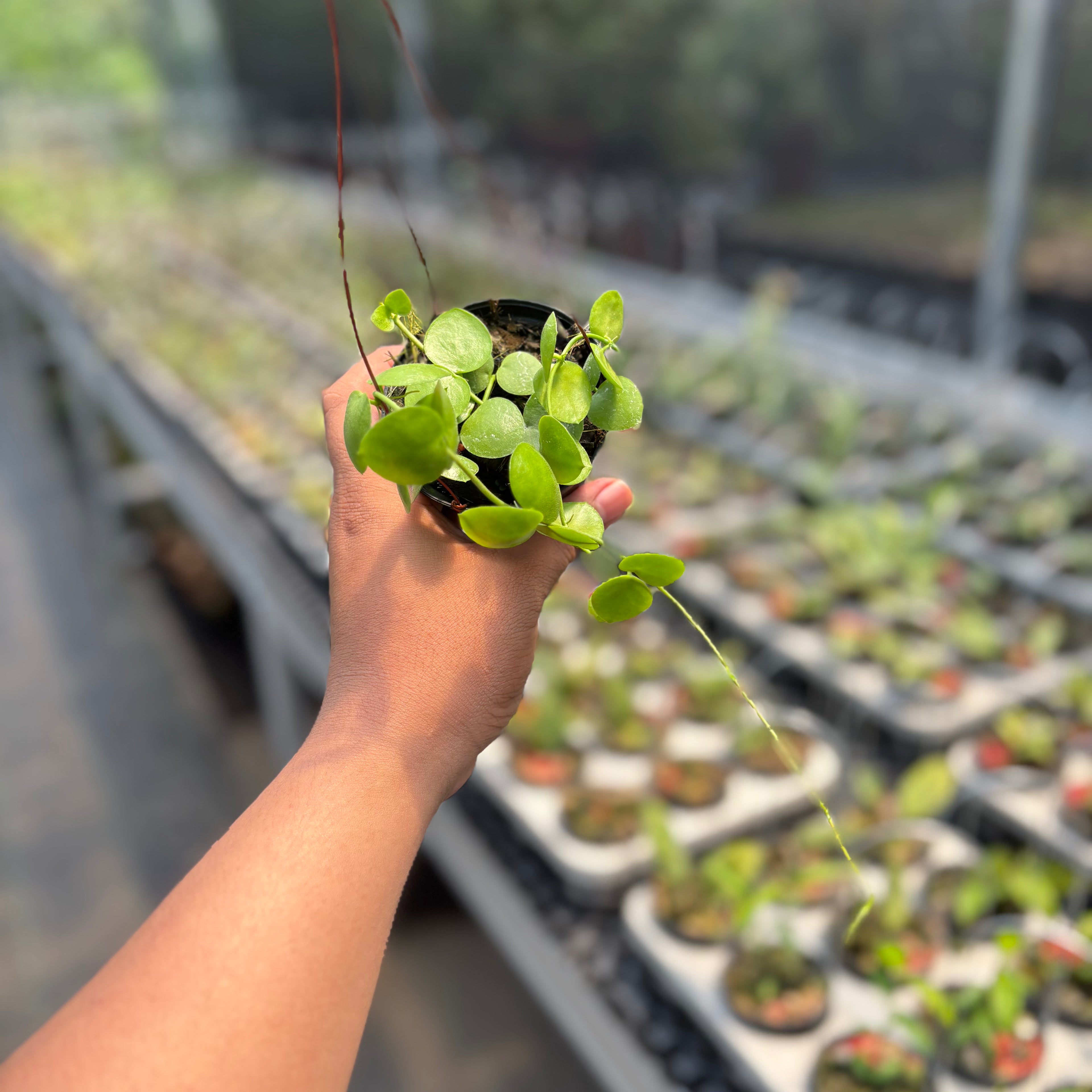 Hoya Sp. Mamasa "VN-775"