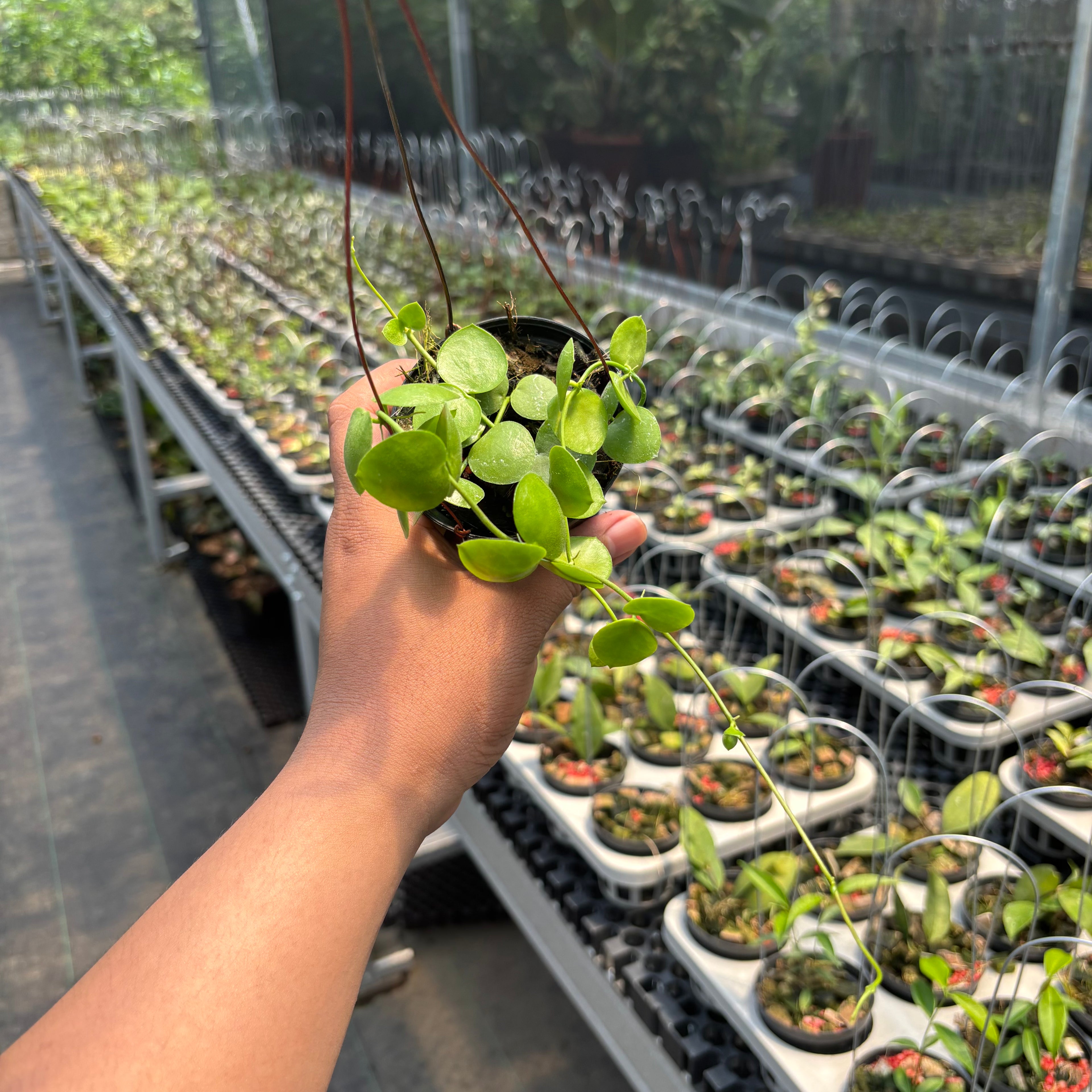 Hoya Sp. Mamasa "VN-775"