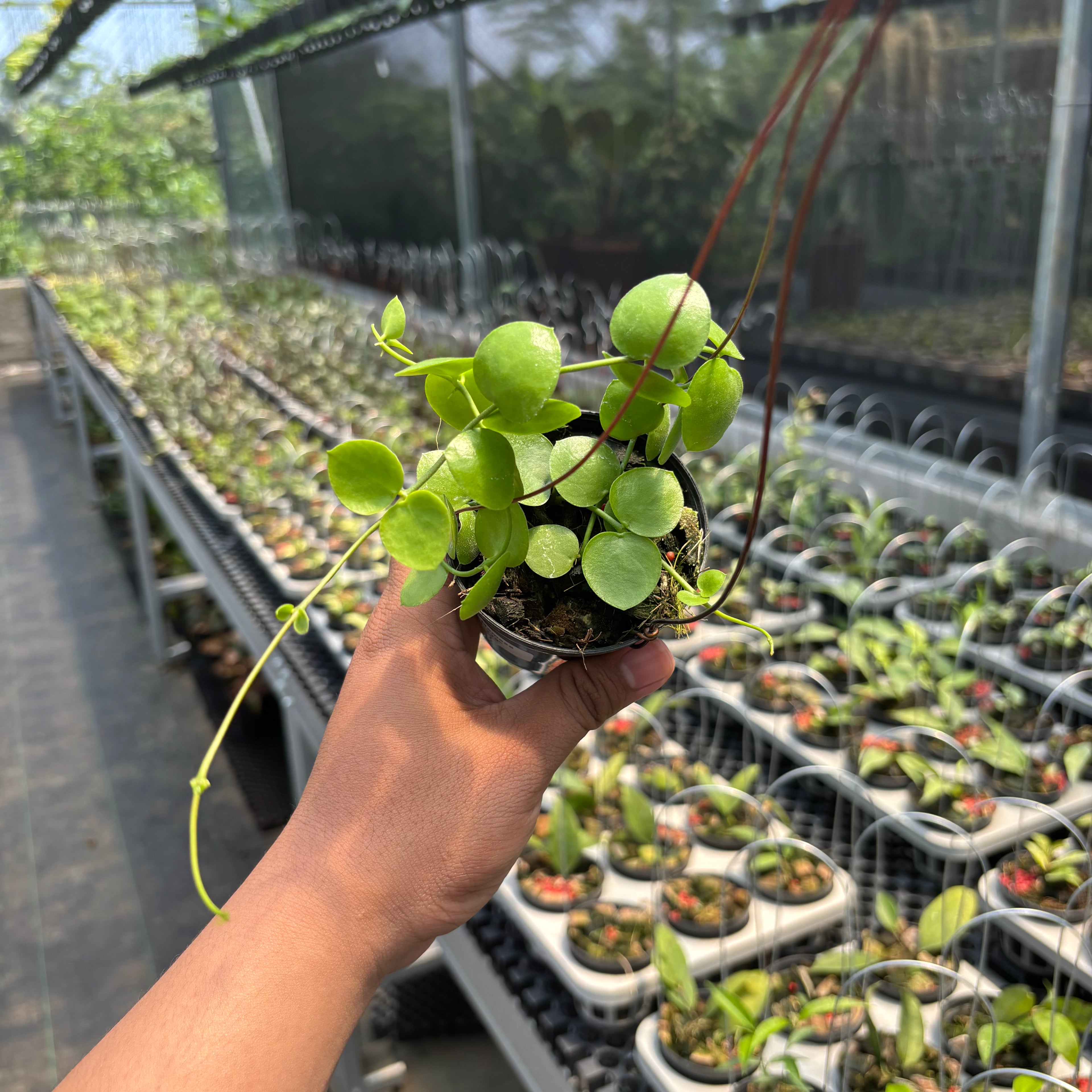 Hoya Sp. Mamasa "VN-775"