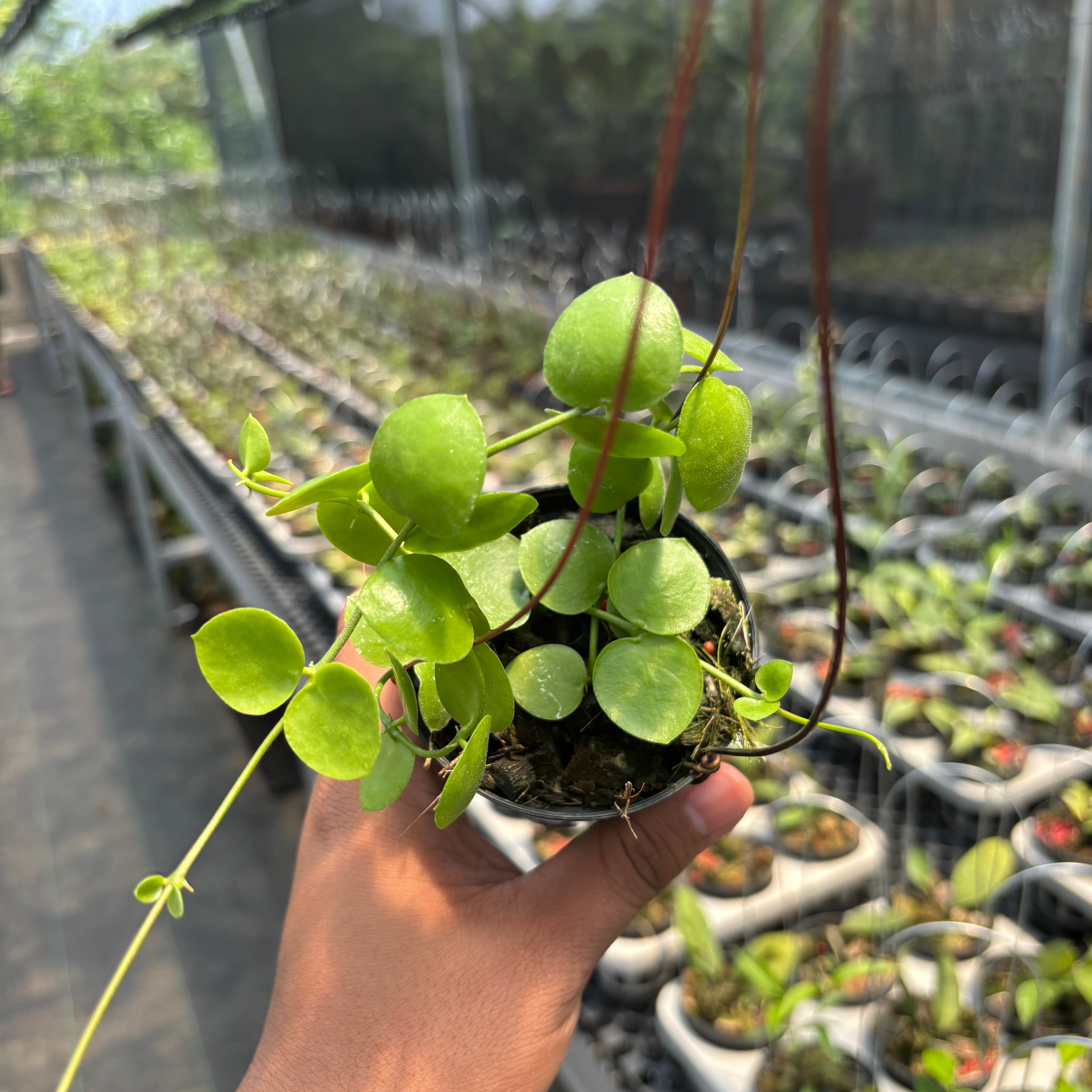 Hoya Sp. Mamasa "VN-775"