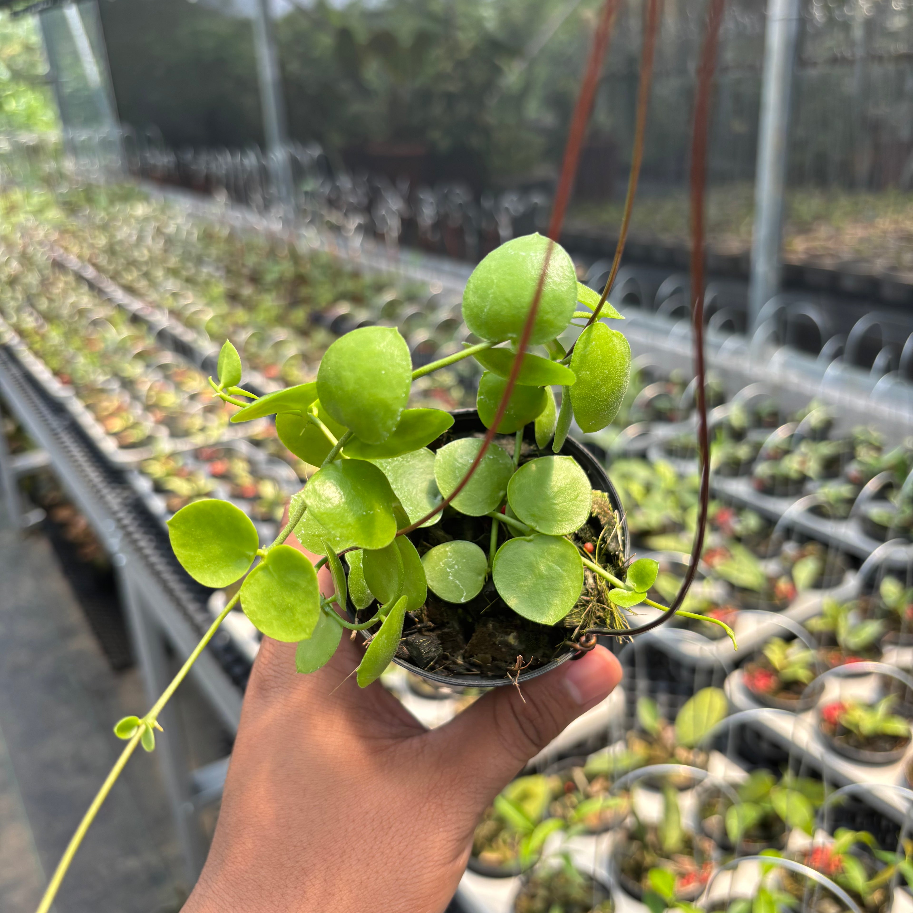 Hoya Sp. Mamasa "VN-775"