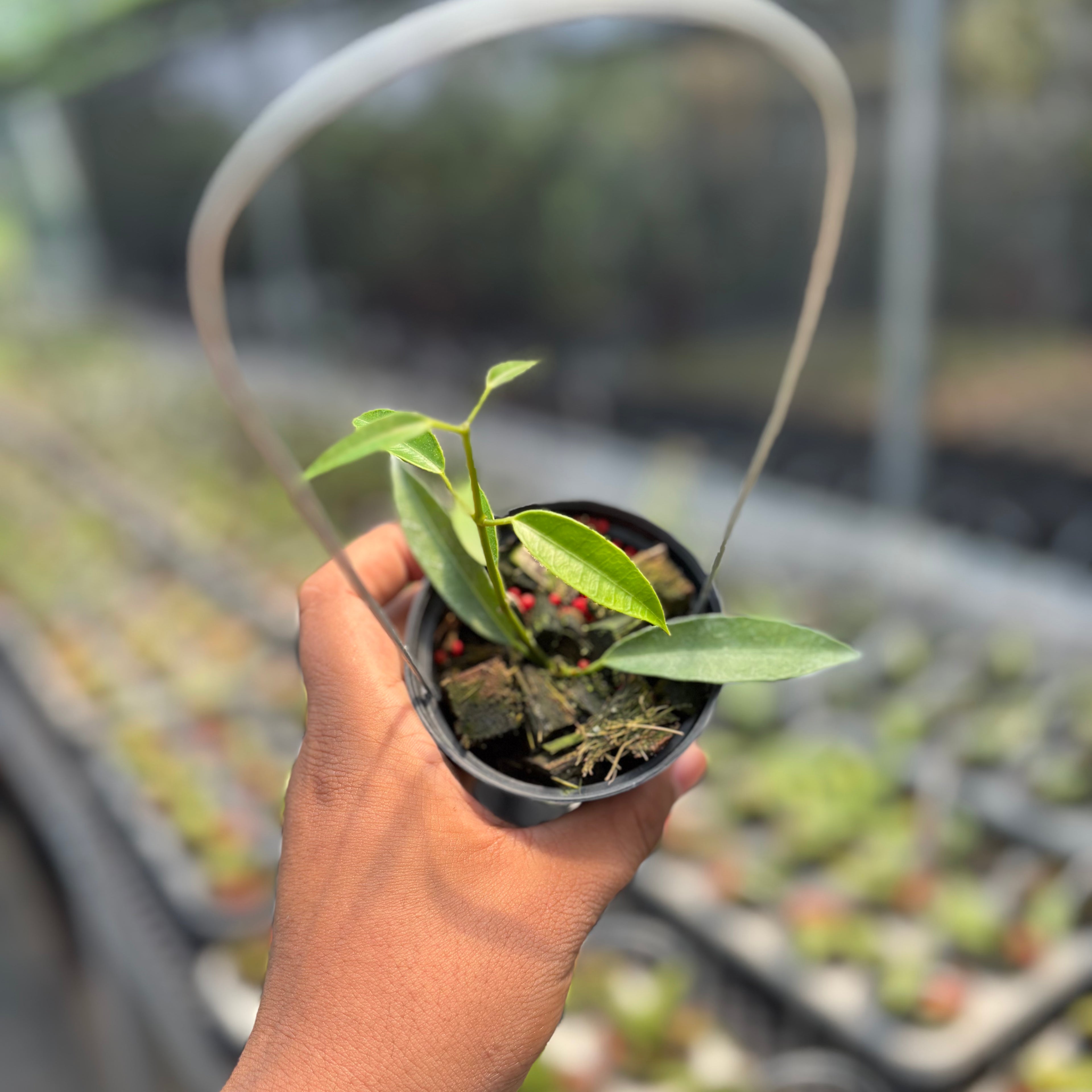 Hoya Gildingii