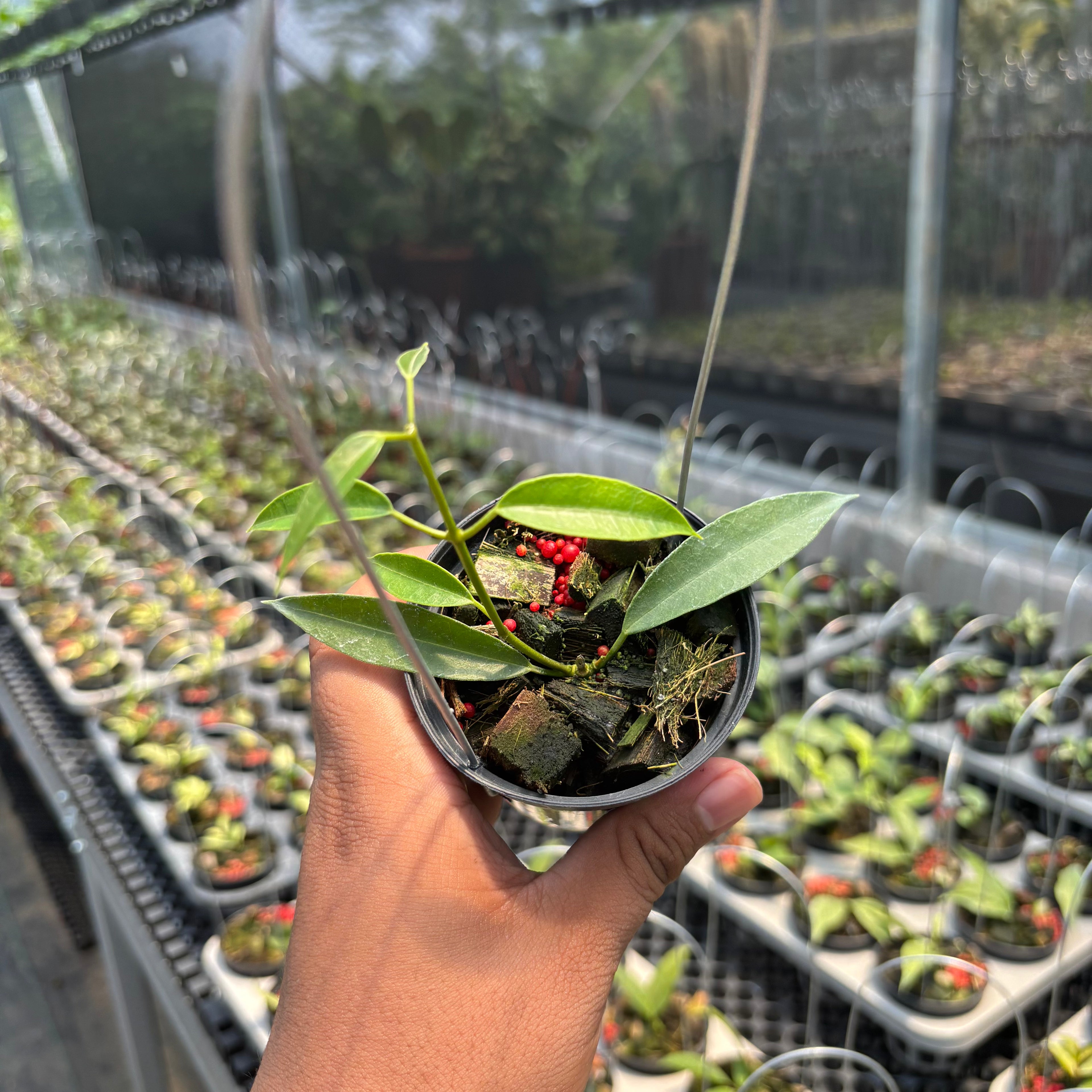 Hoya Gildingii