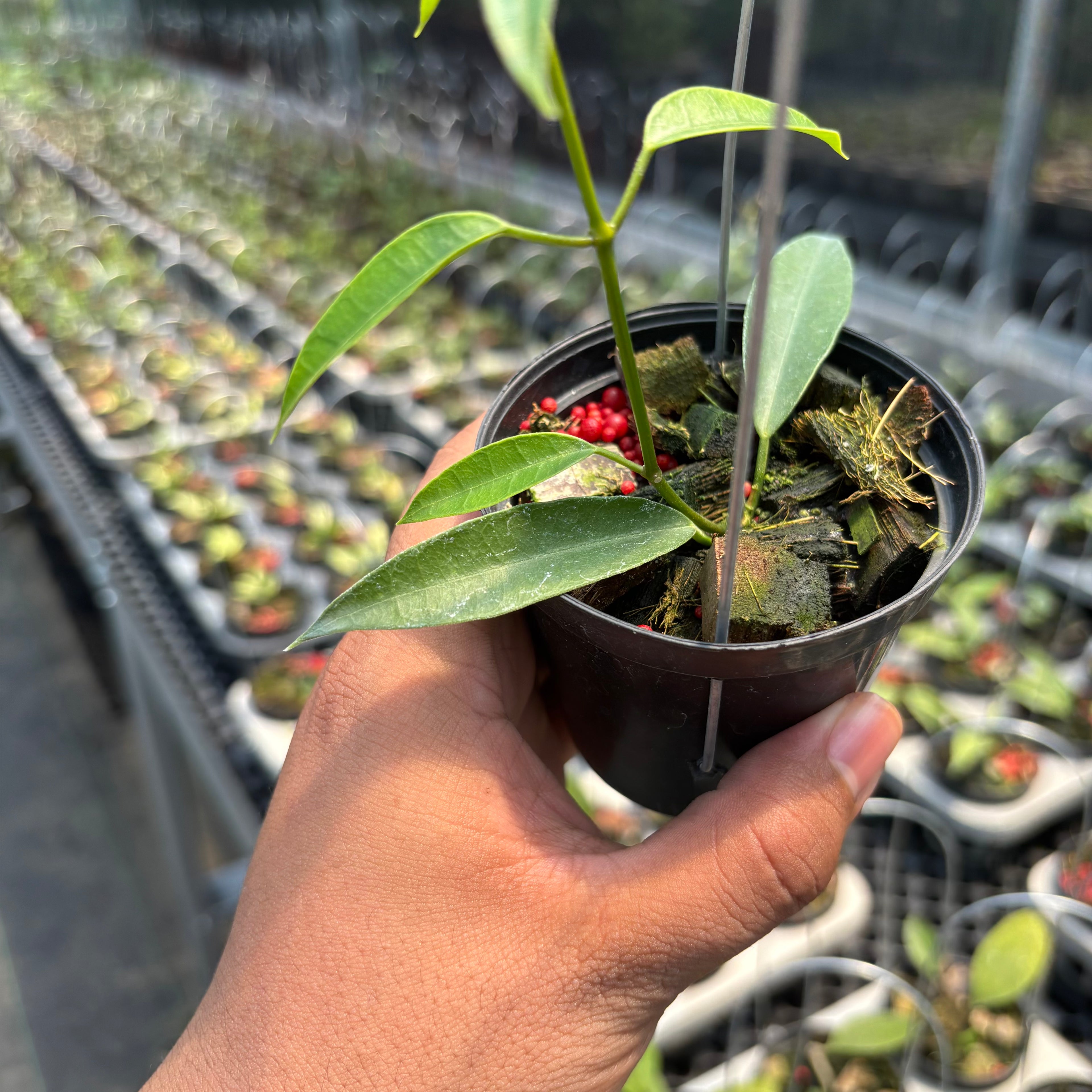 Hoya Gildingii