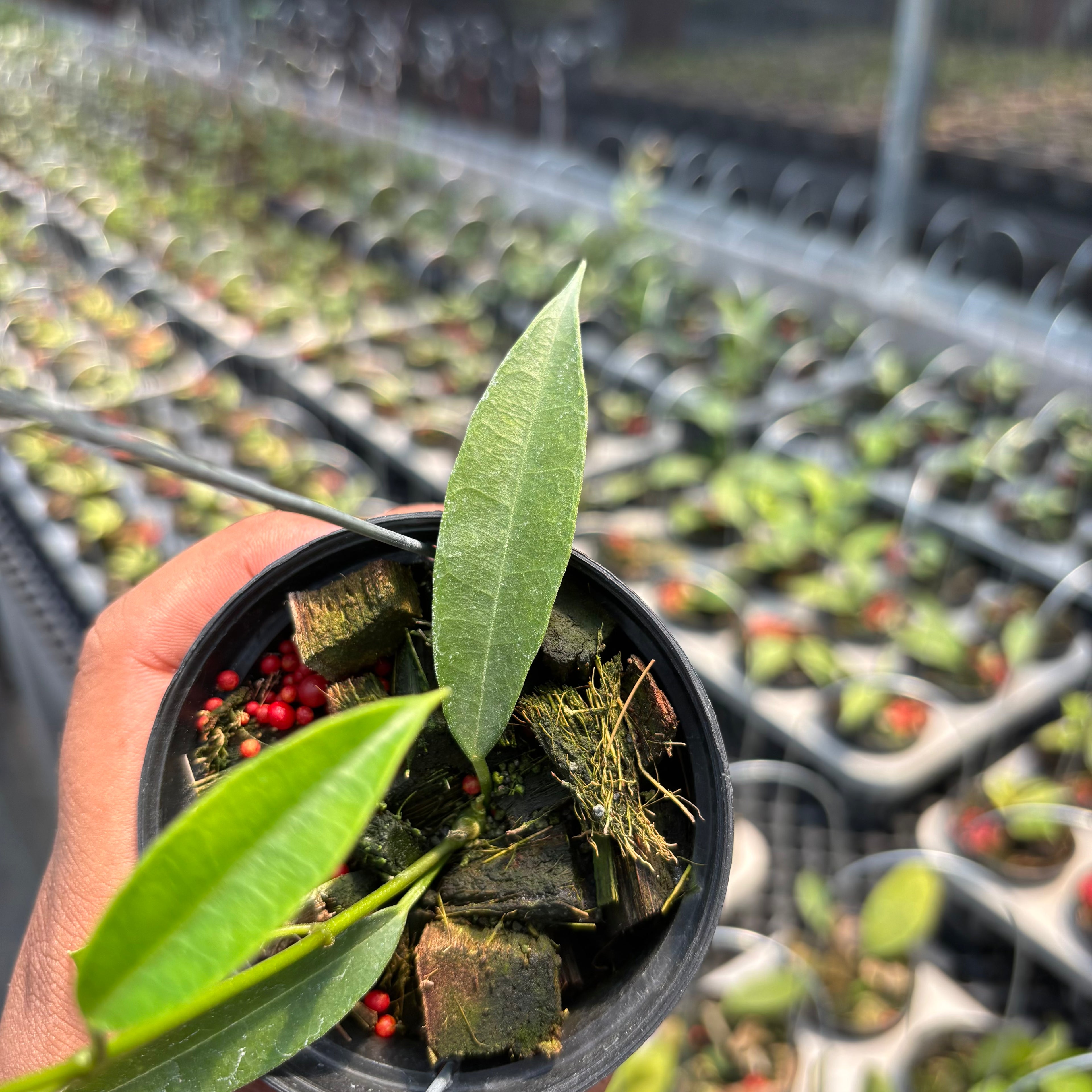 Hoya Gildingii