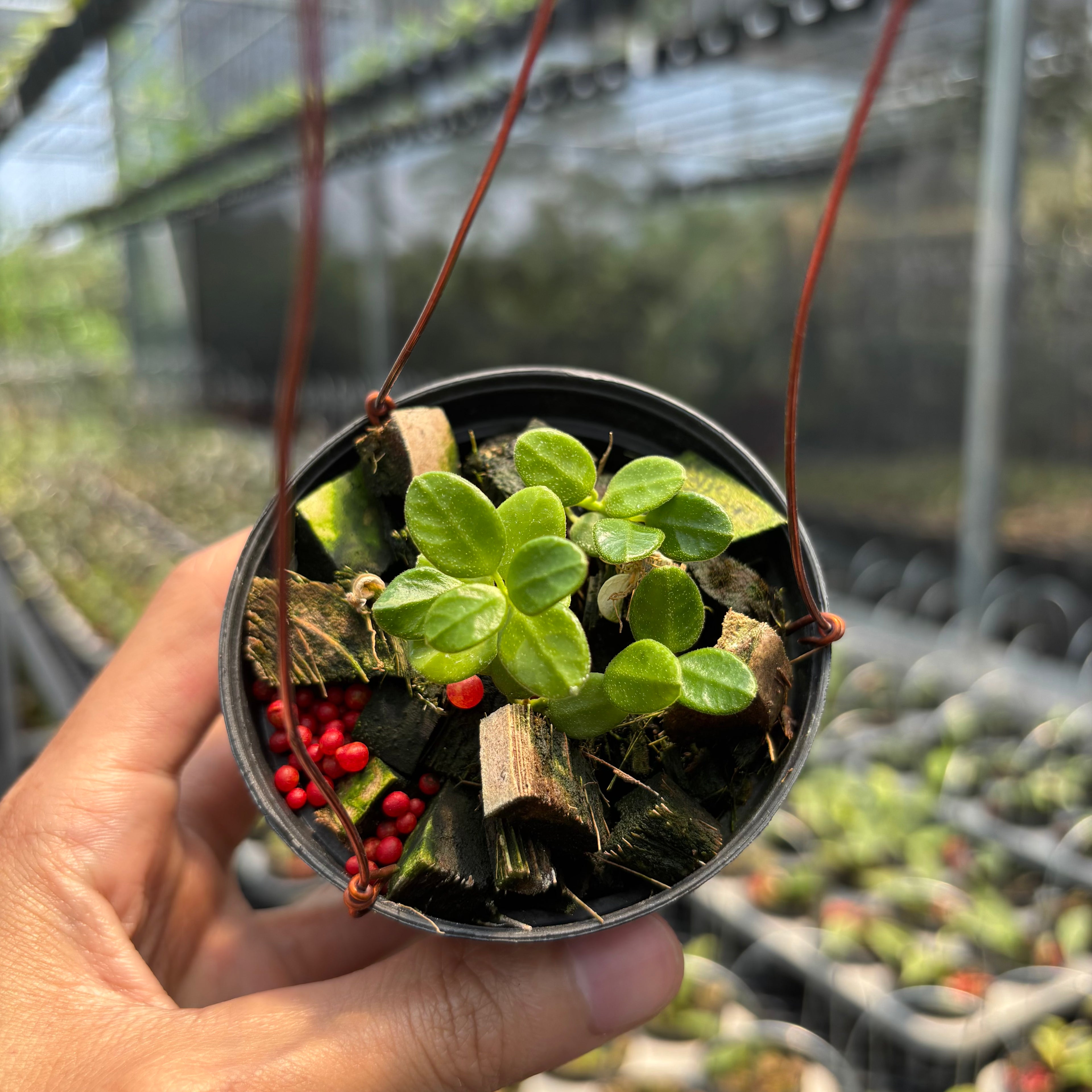 Hoya Tengchongensis
