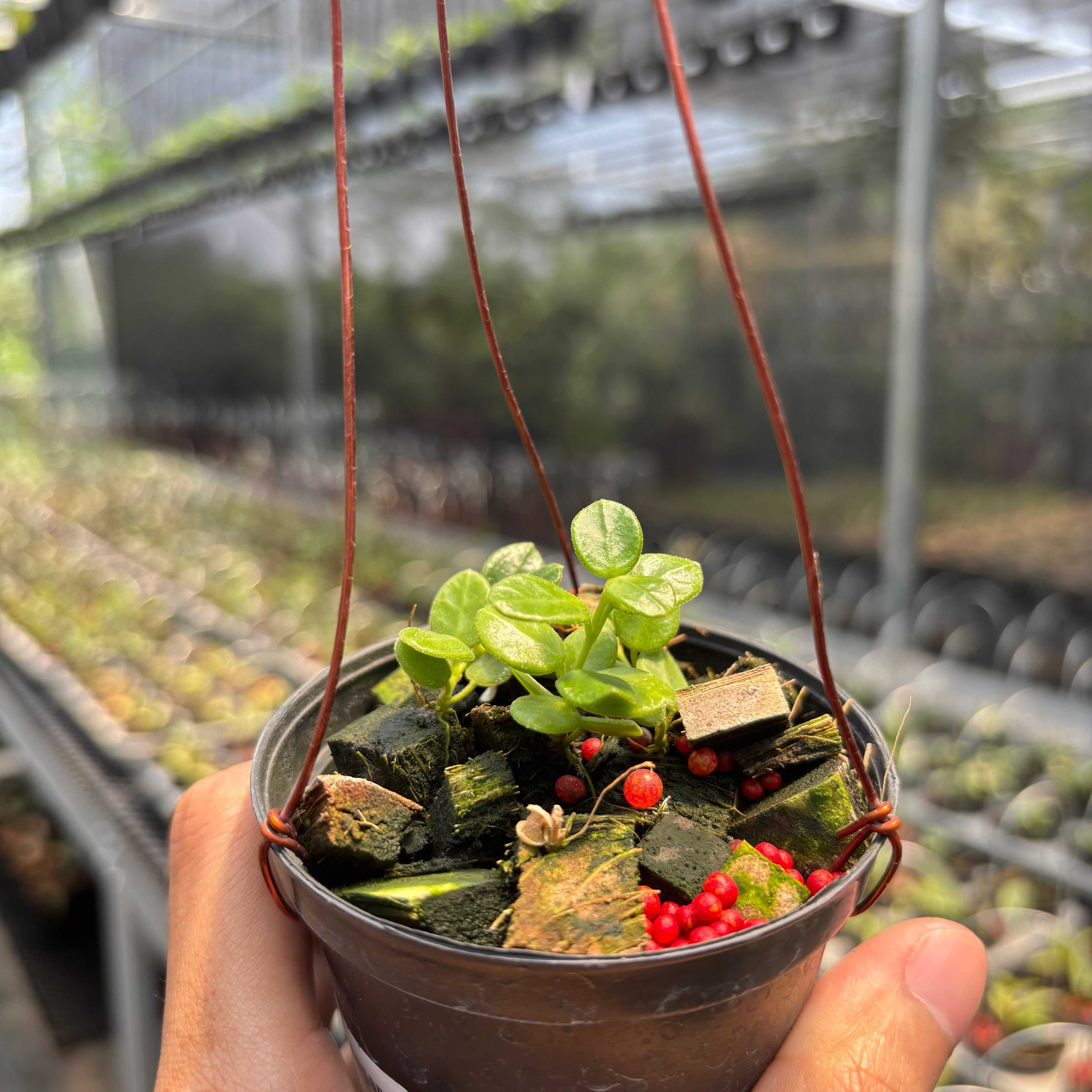 Hoya Tengchongensis