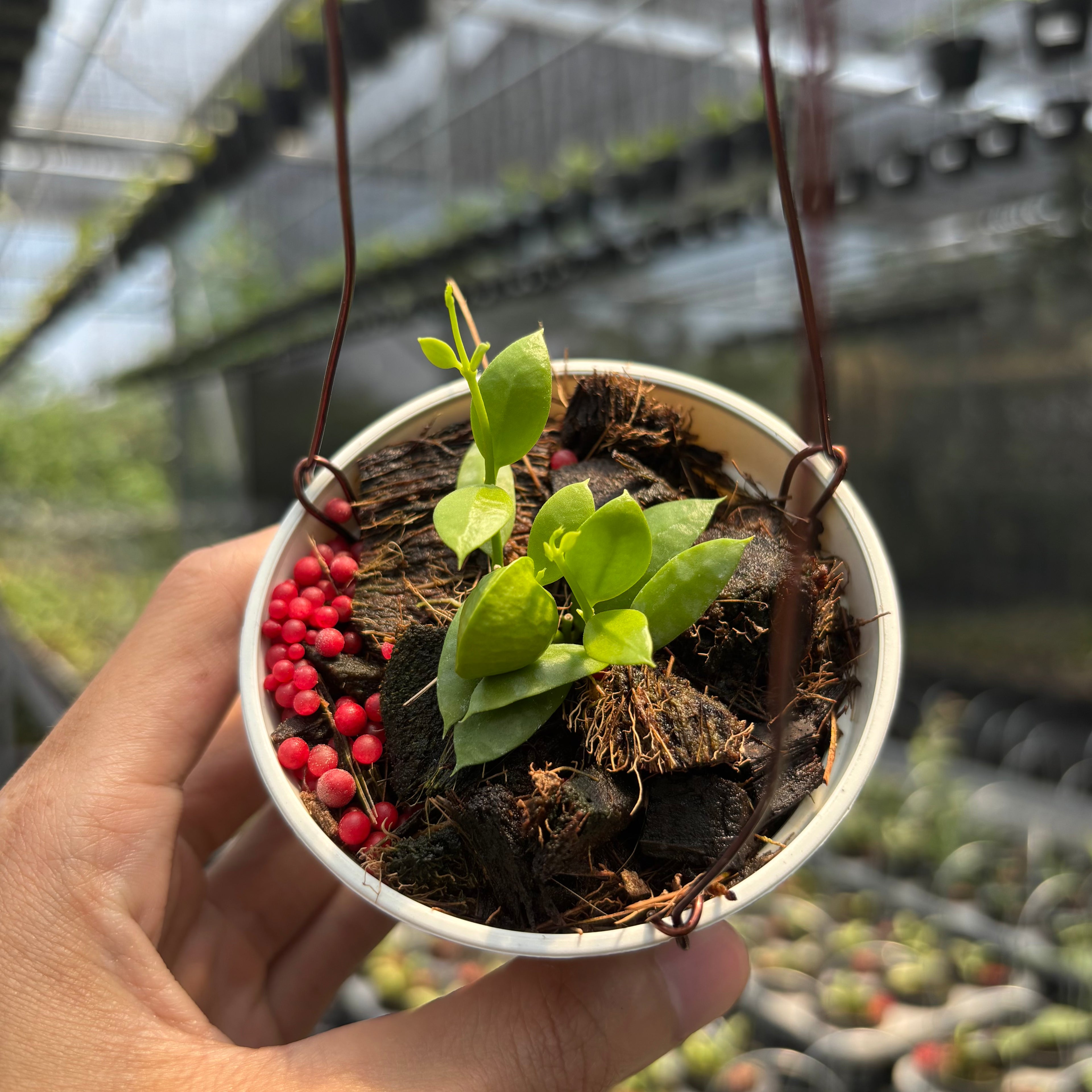 Hoya Vidalii