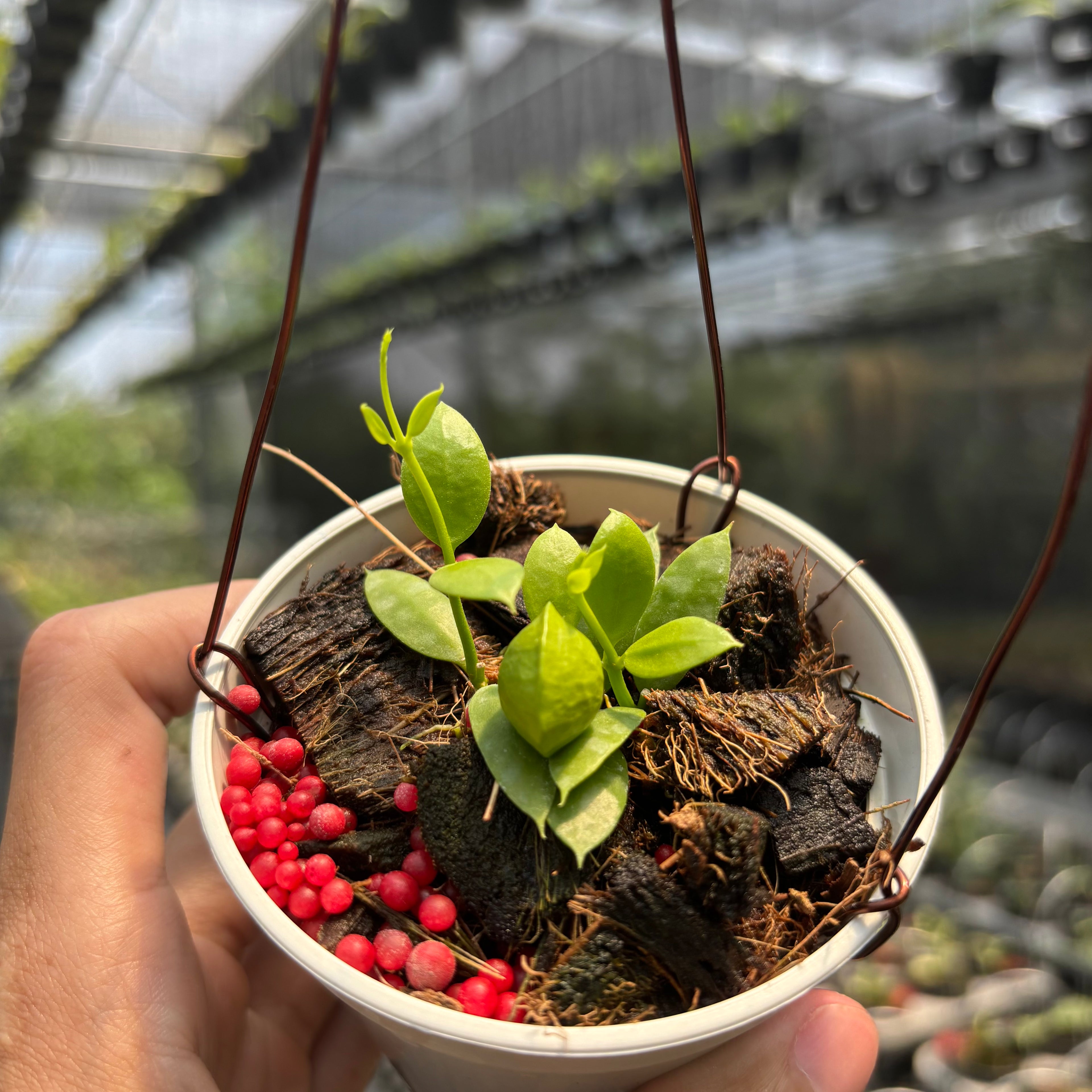 Hoya Vidalii