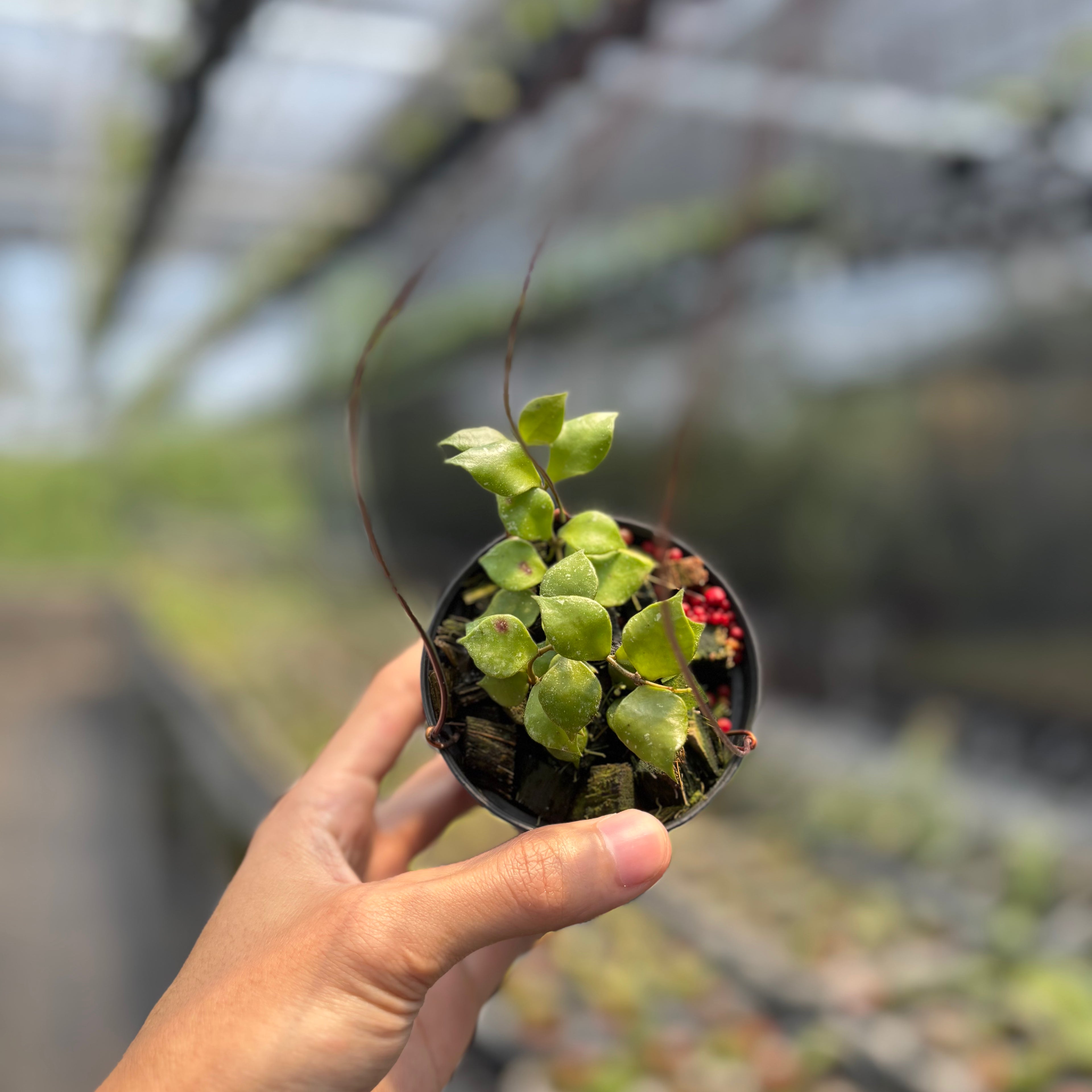 Hoya Minutiflora