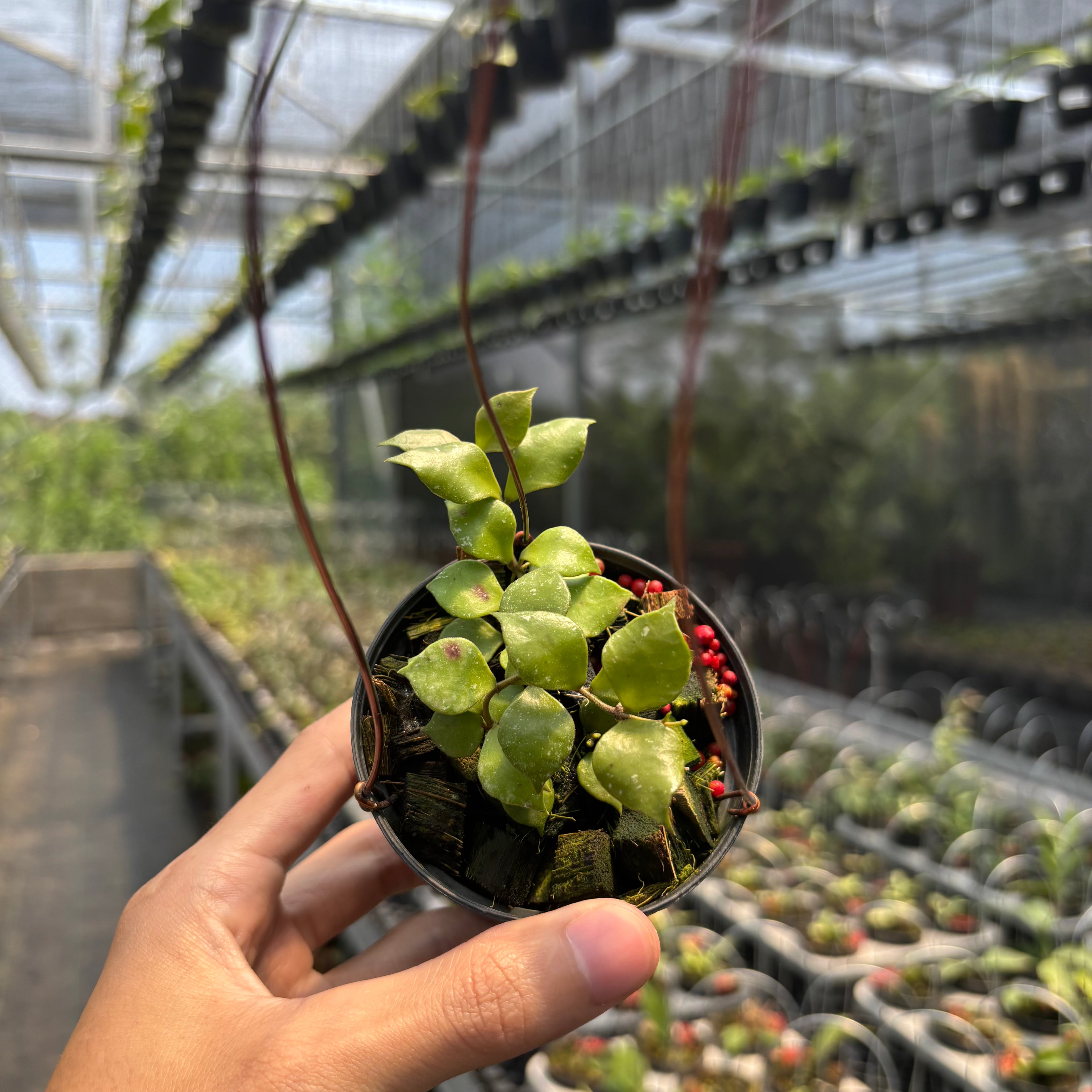 Hoya Minutiflora