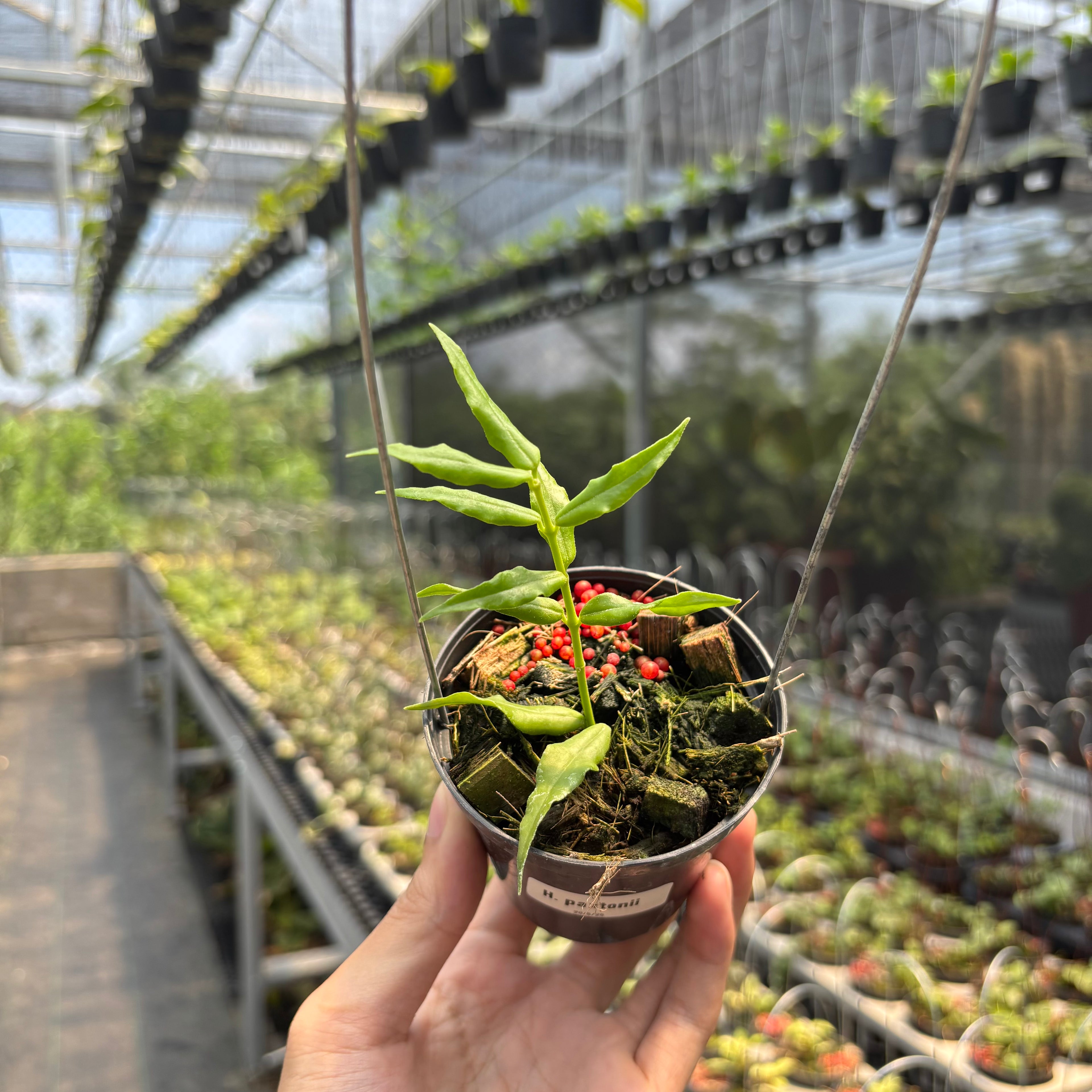 Hoya Paxtonii
