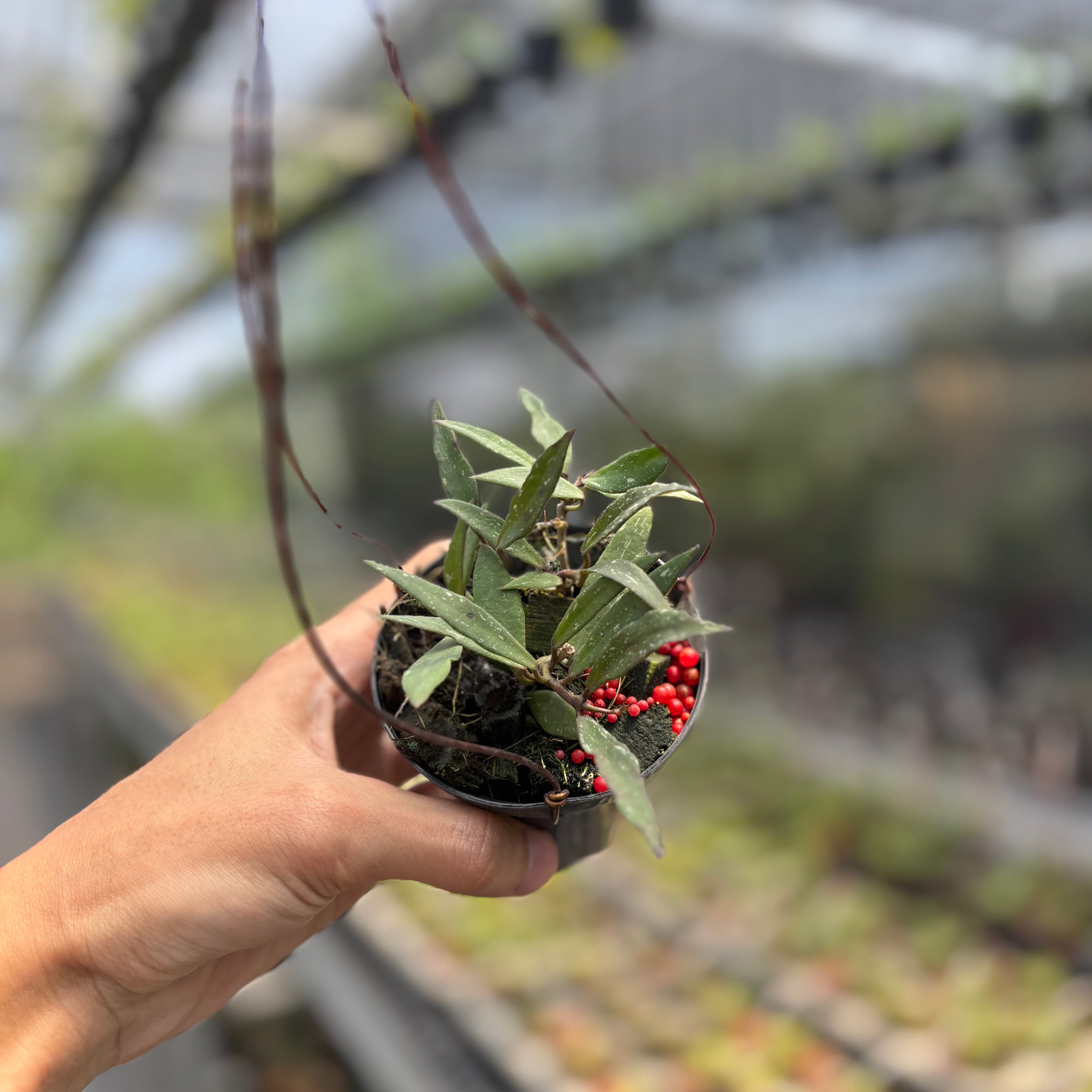 Hoya Mirabilis "Splash"
