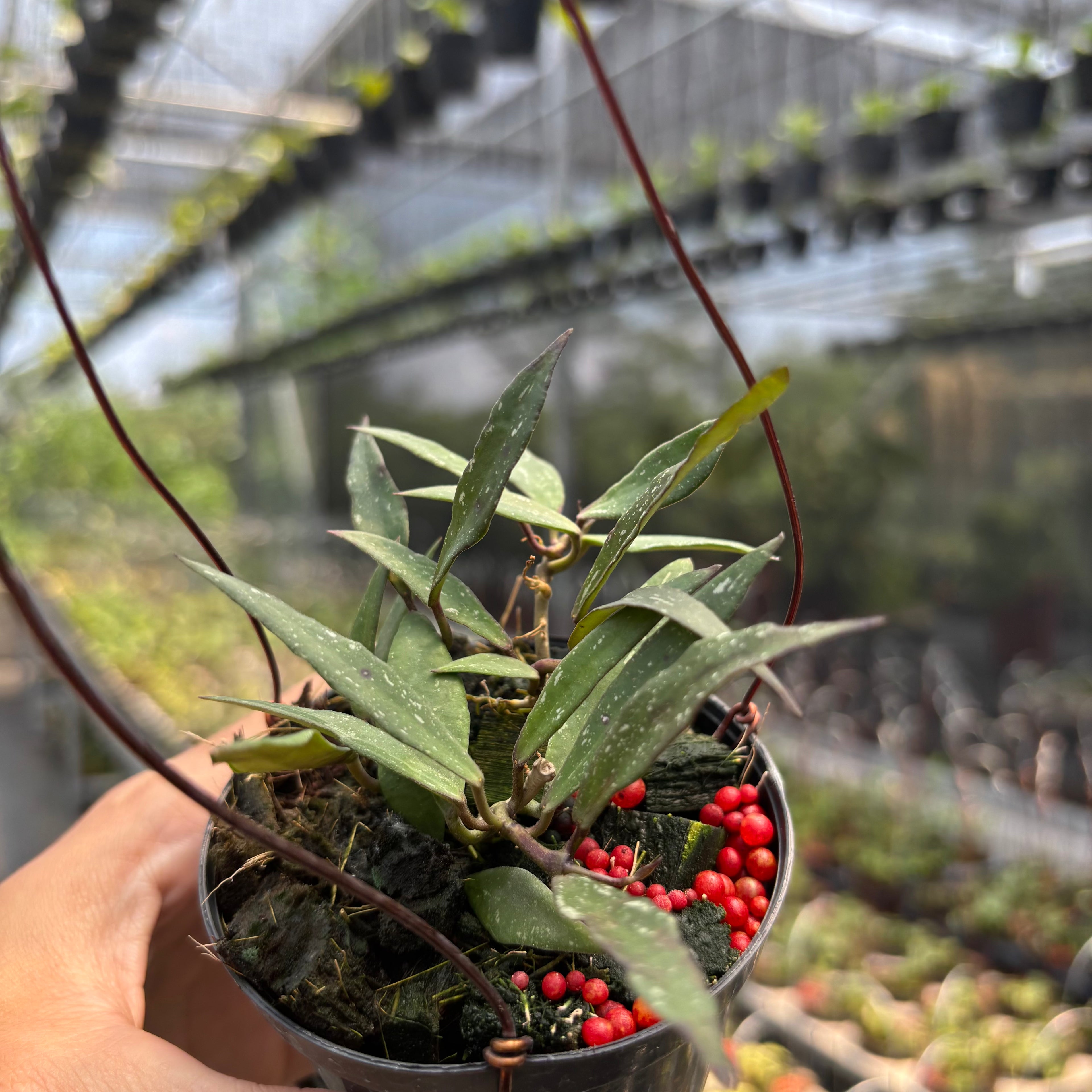 Hoya Mirabilis "Splash"