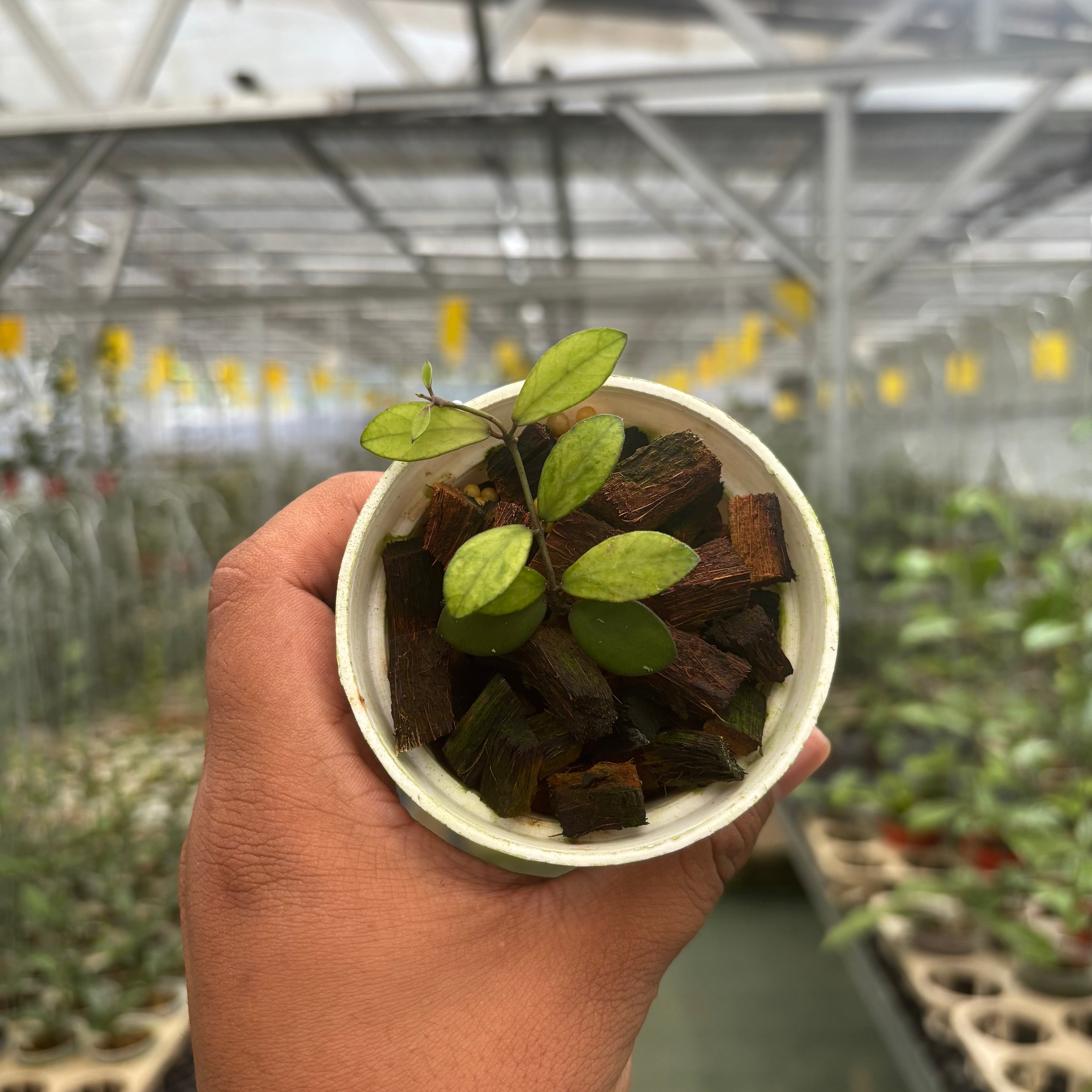 Hoya Mini Coin Variegated