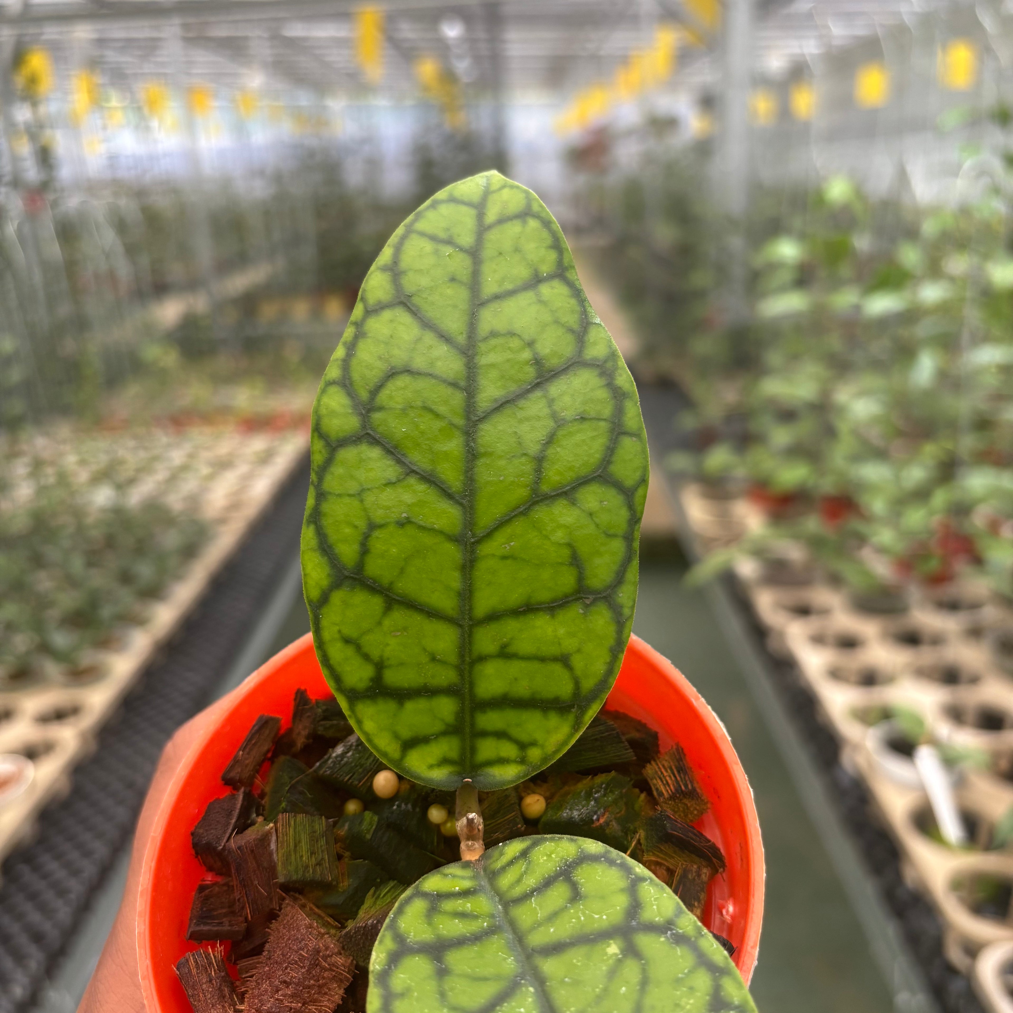 Hoya Calistophylla Black Octopus
