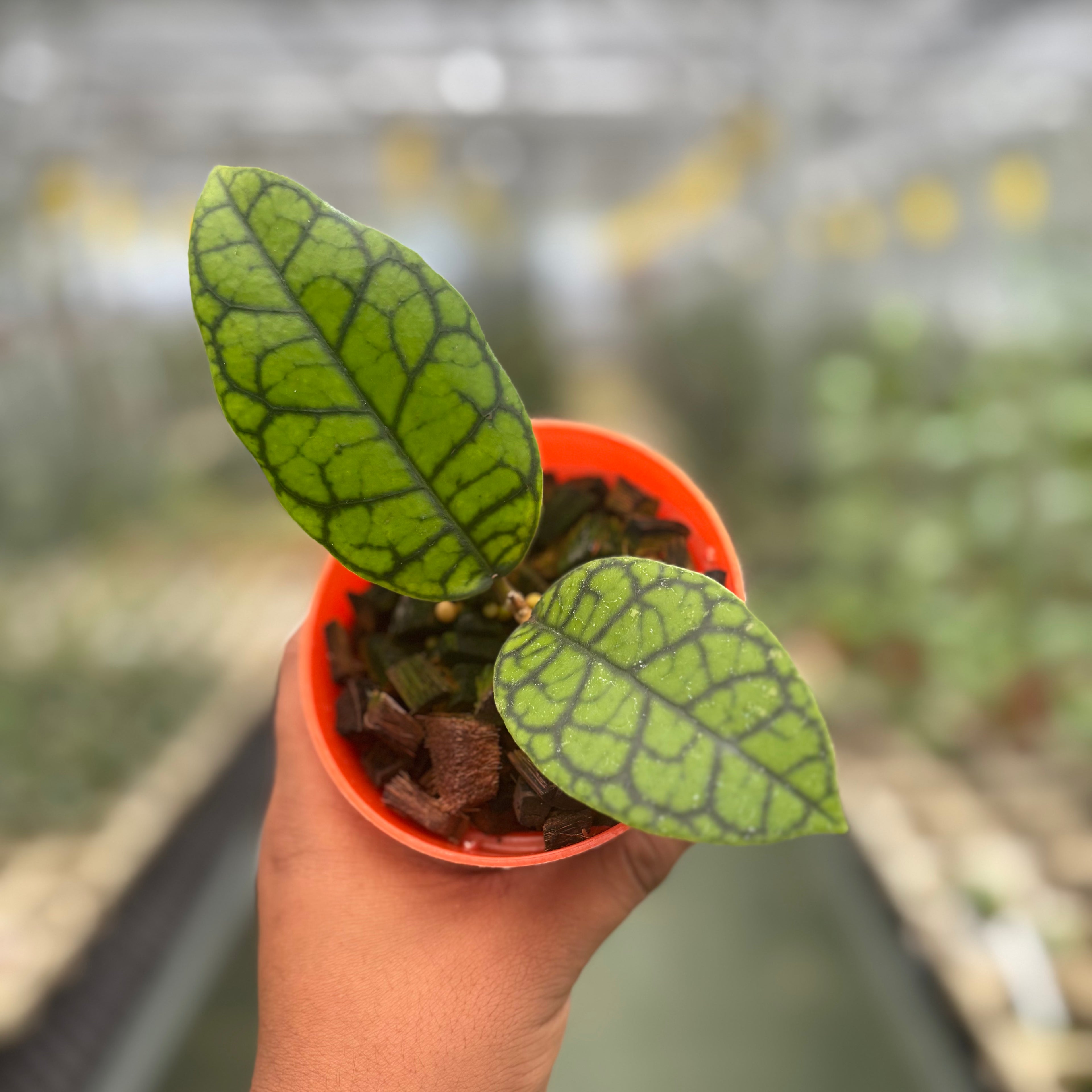 Hoya Calistophylla Black Octopus