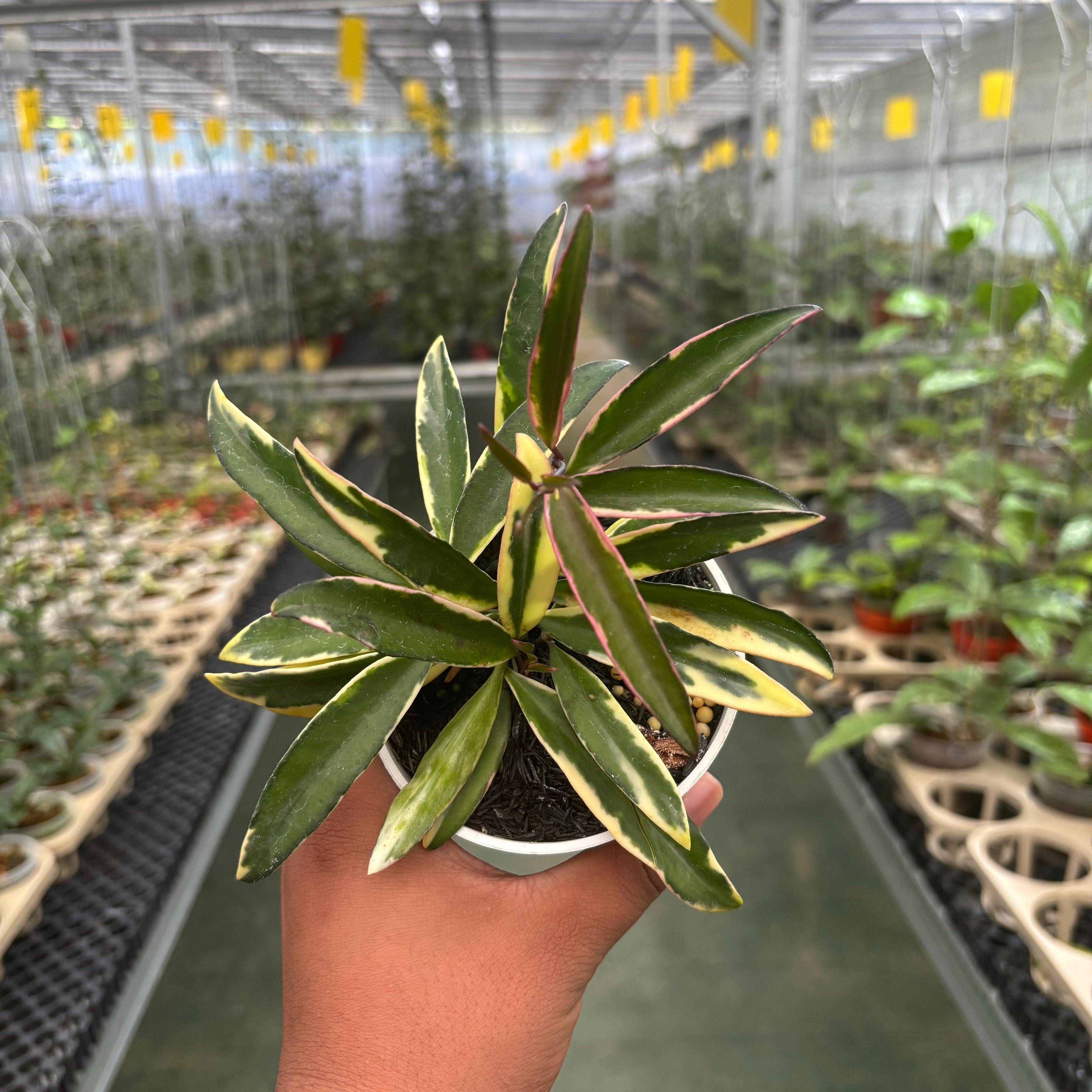 Hoya Wayeti Albomarginata