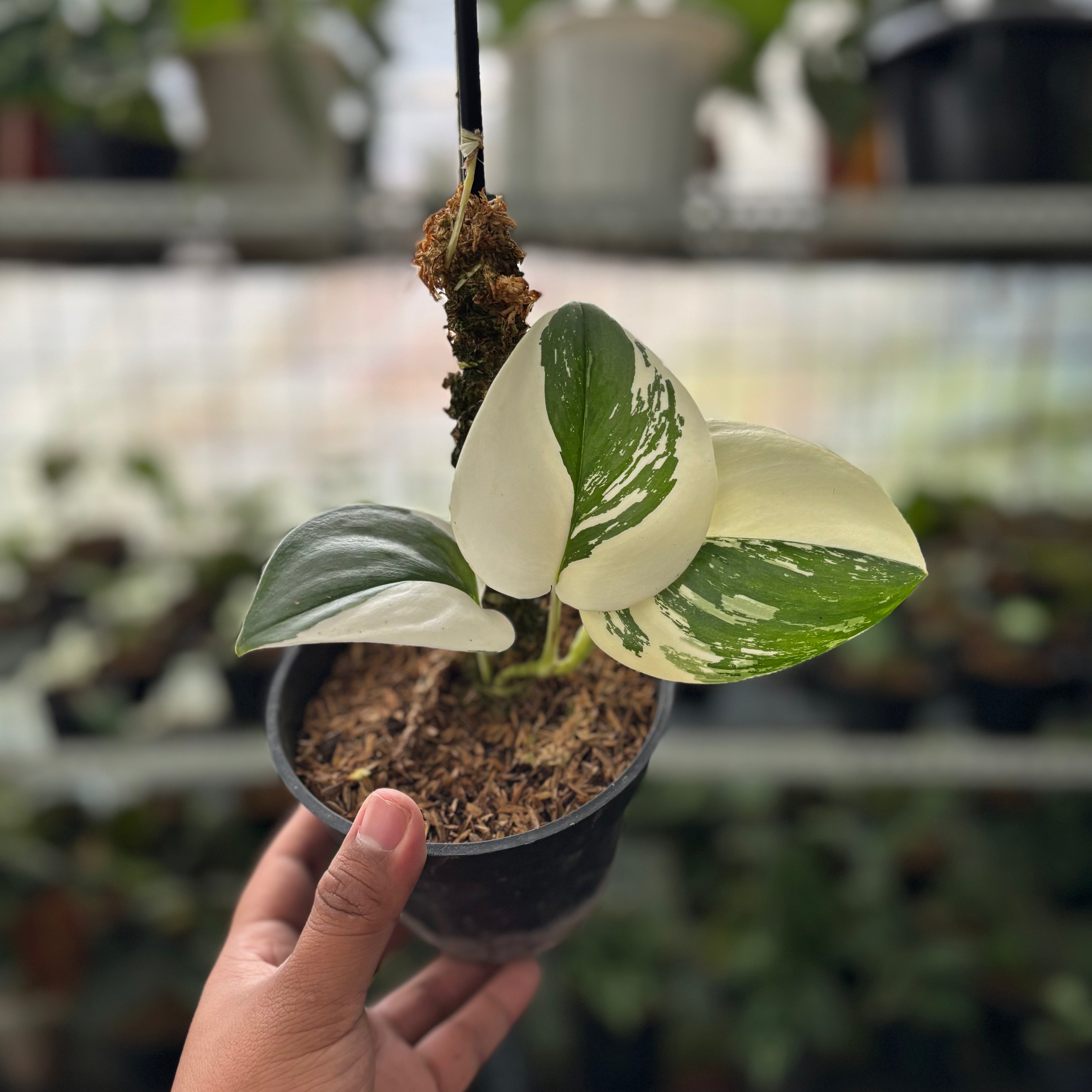 Scindapsus Moonlight Halfmoon