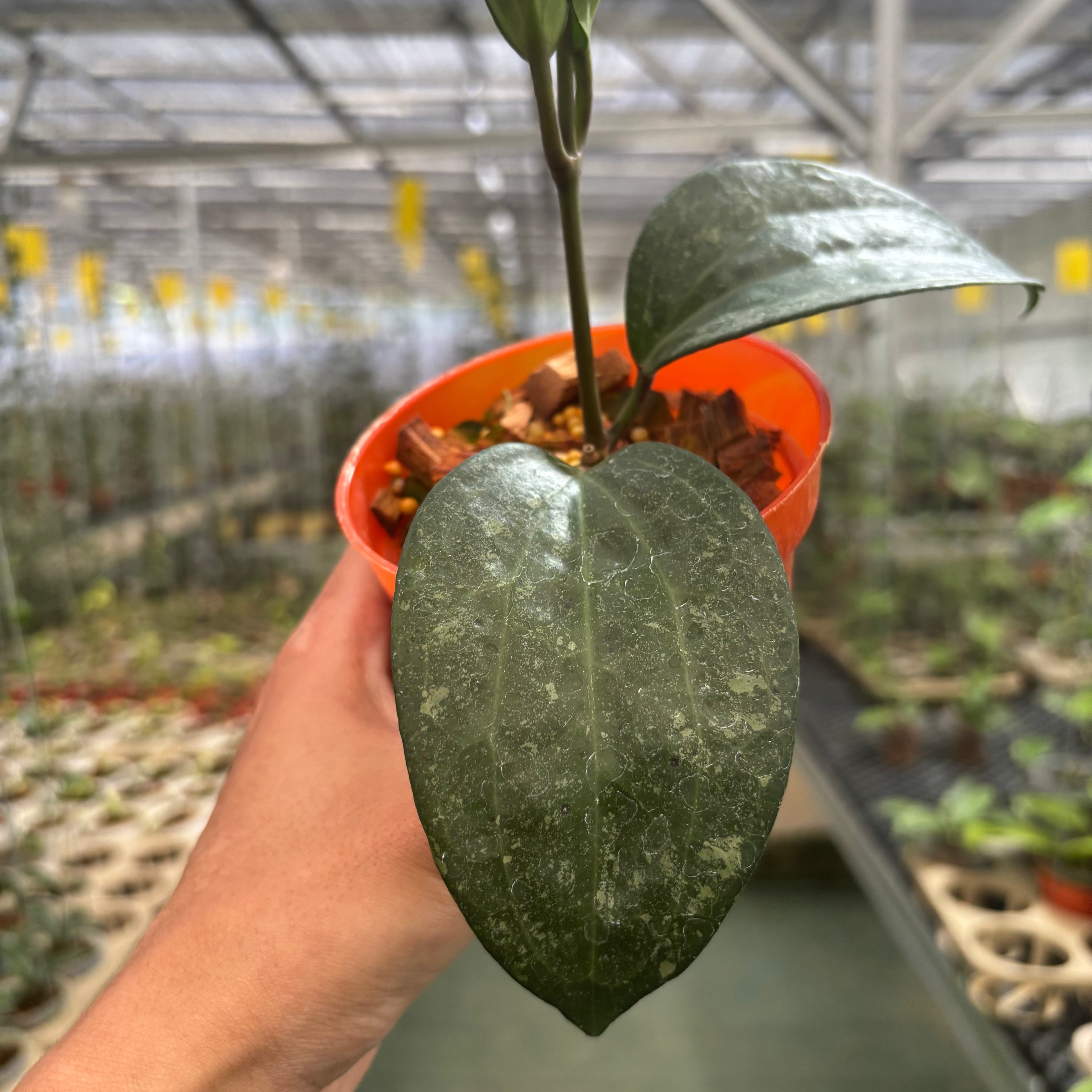 Hoya Machropylla Rimba Perak