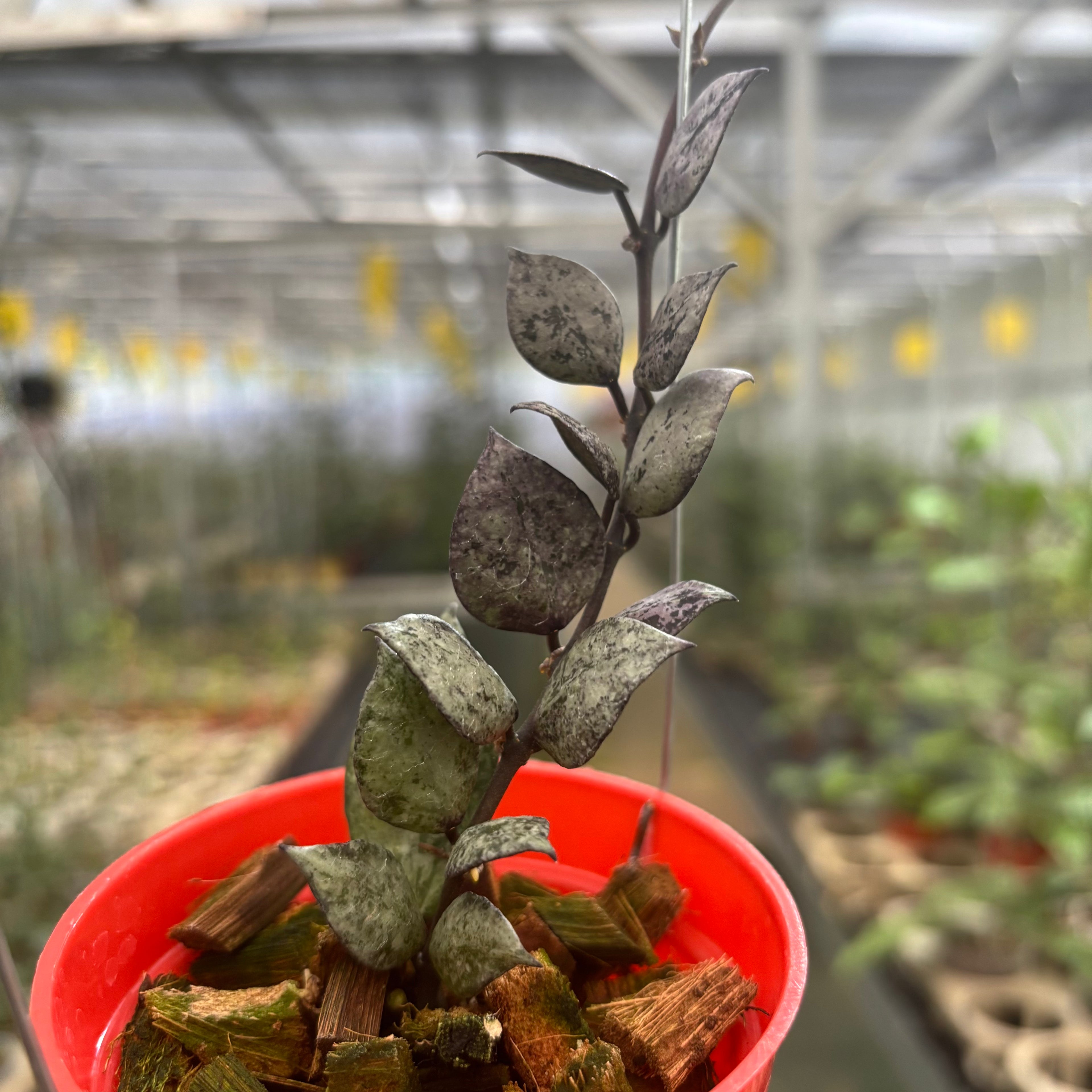 Hoya Lacunosa Black Aurora
