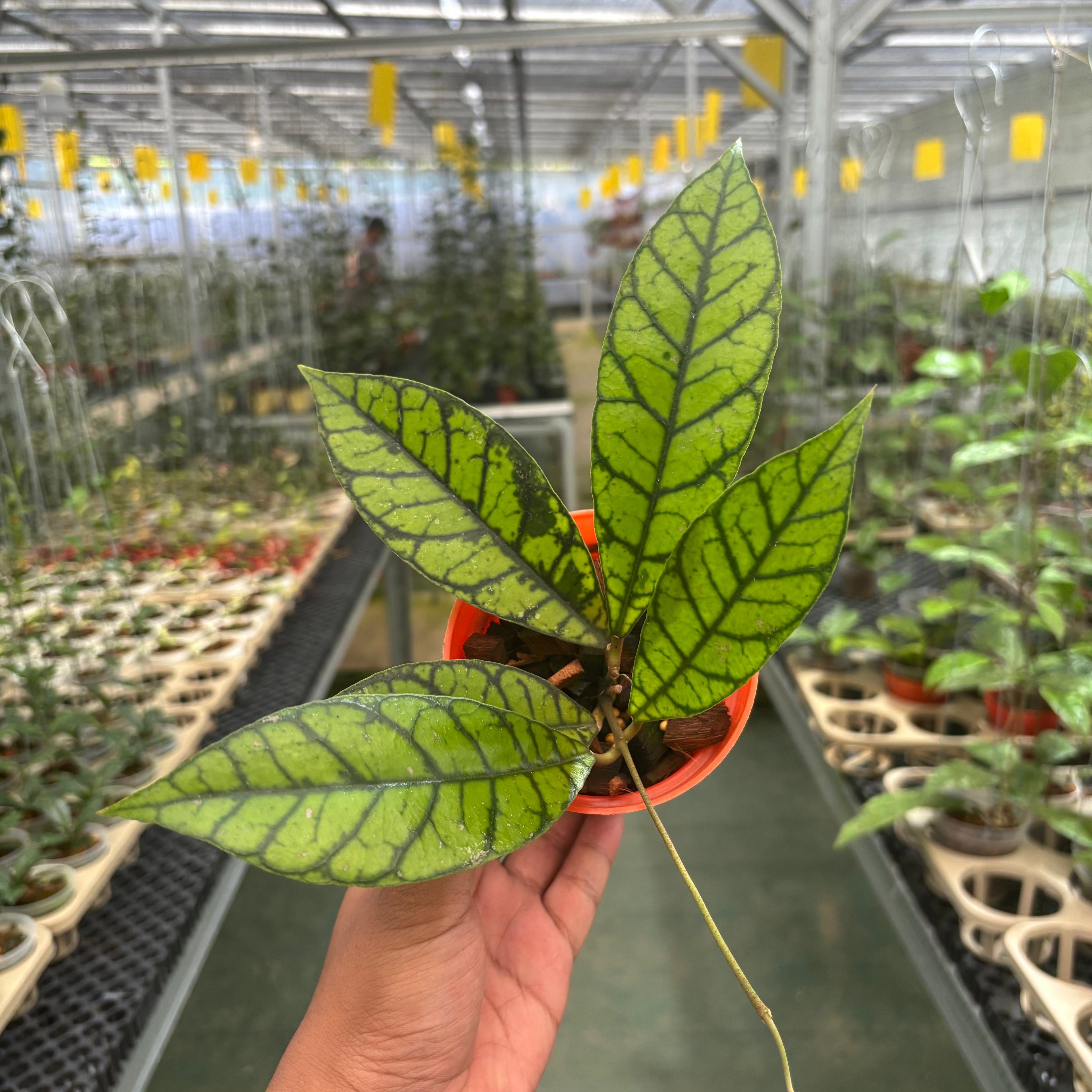 Hoya Calistophylla Zebra