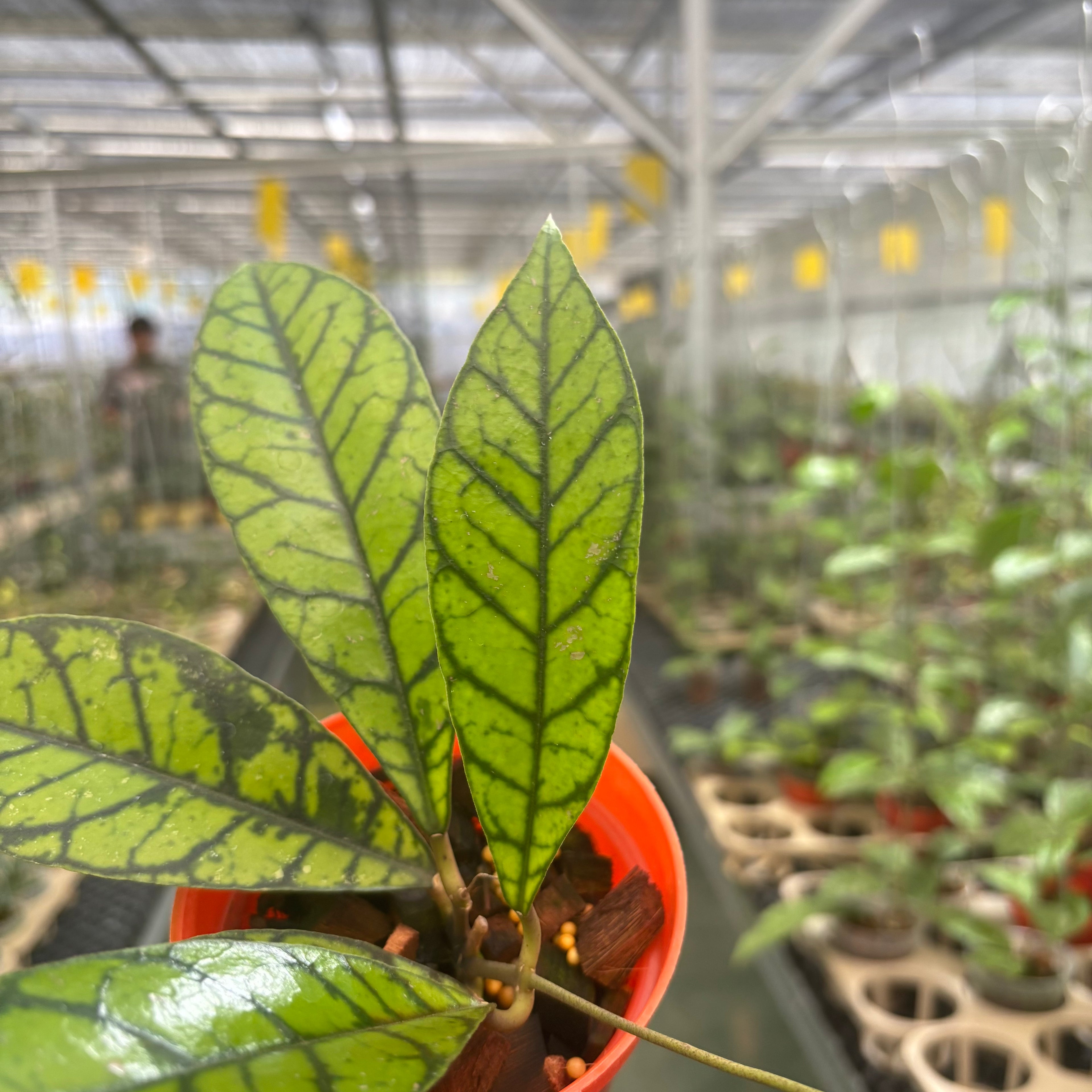 Hoya Calistophylla Zebra
