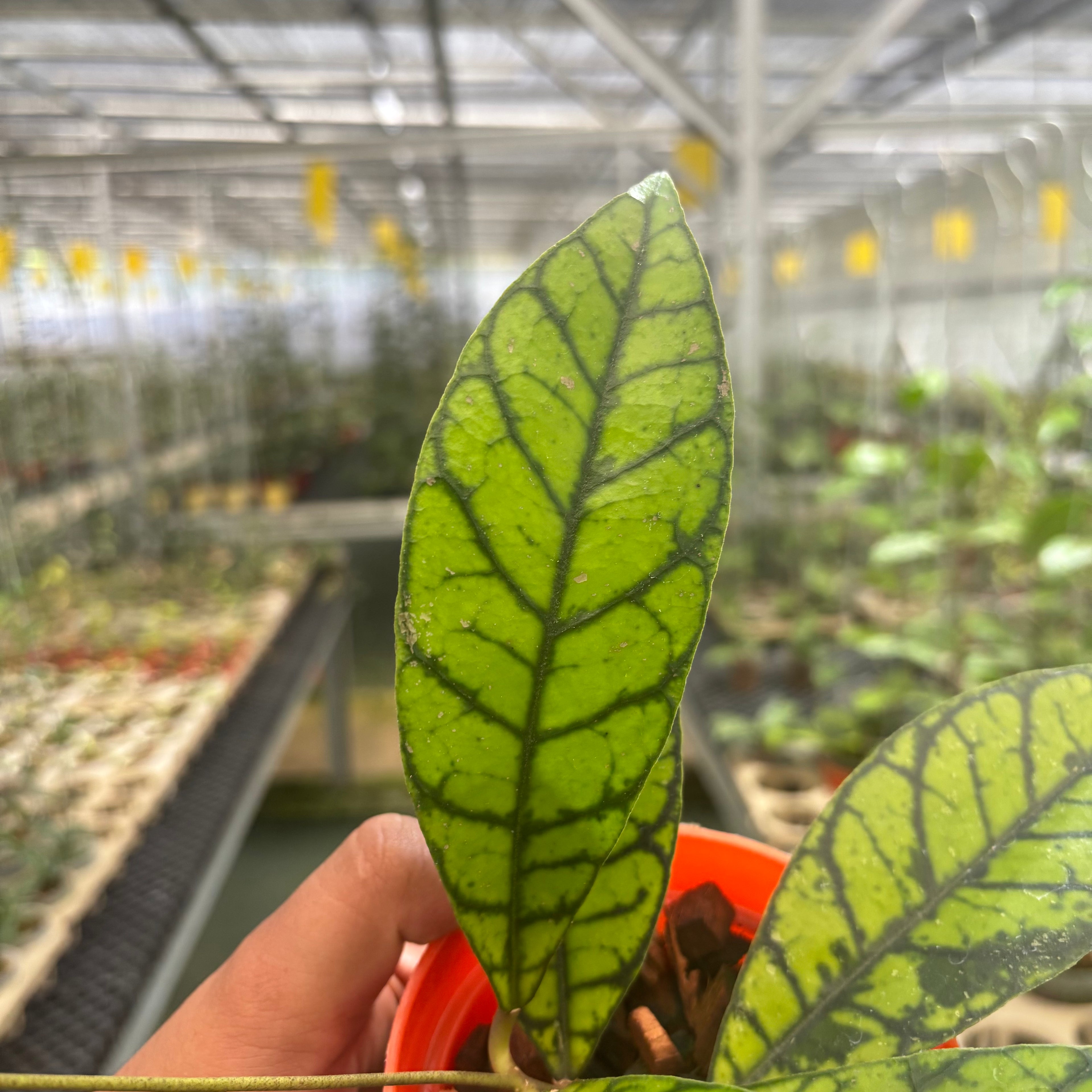 Hoya Calistophylla Zebra