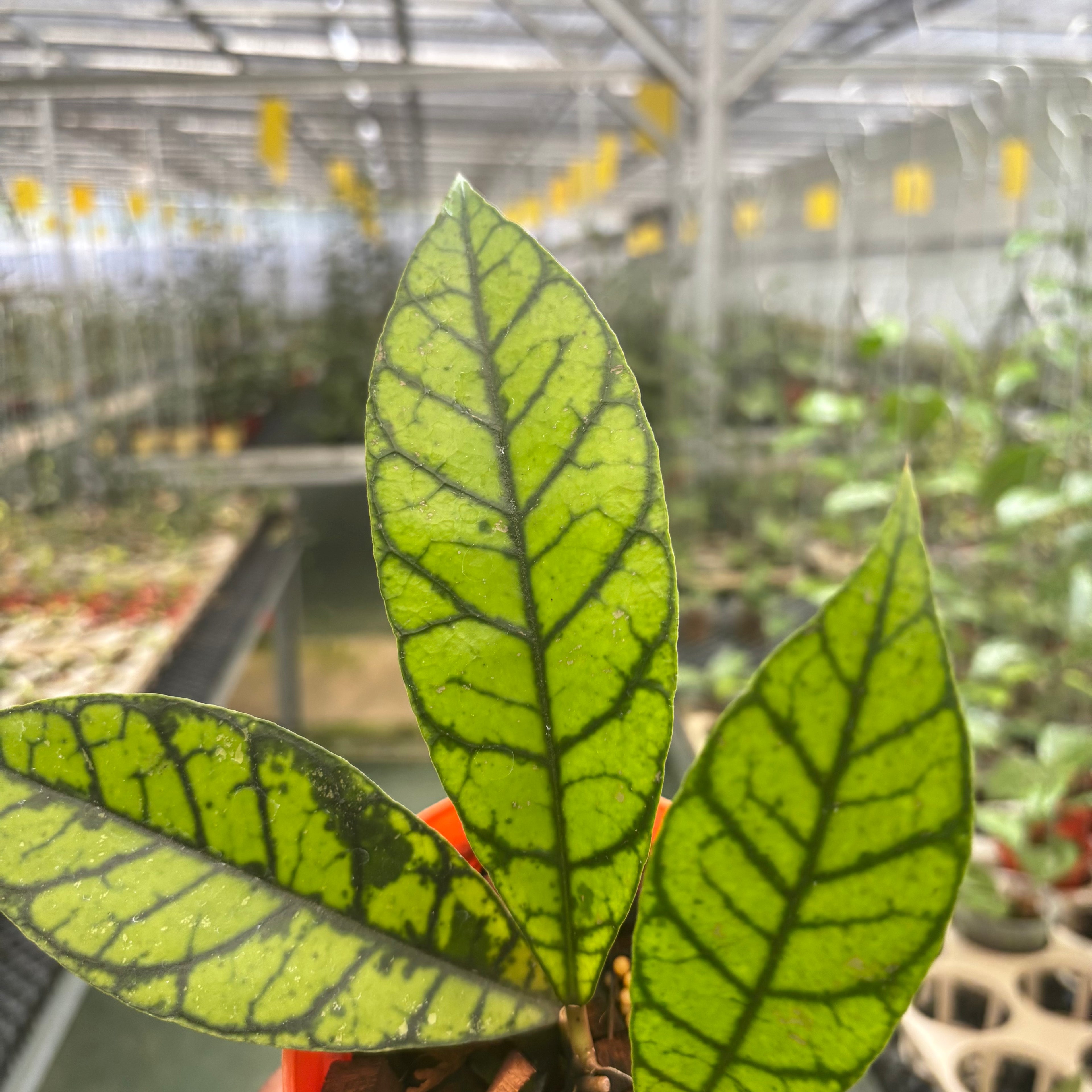 Hoya Calistophylla Zebra