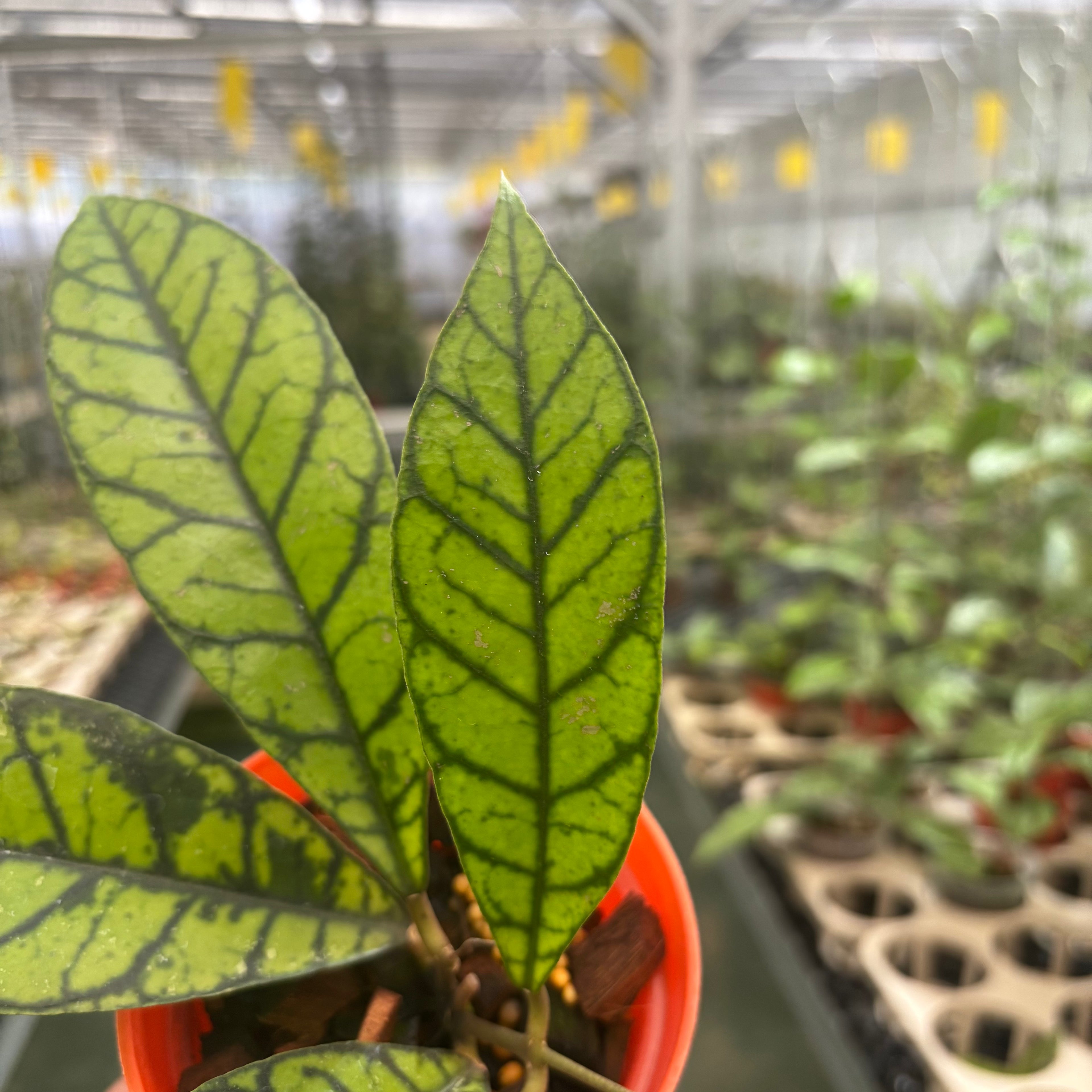 Hoya Calistophylla Zebra
