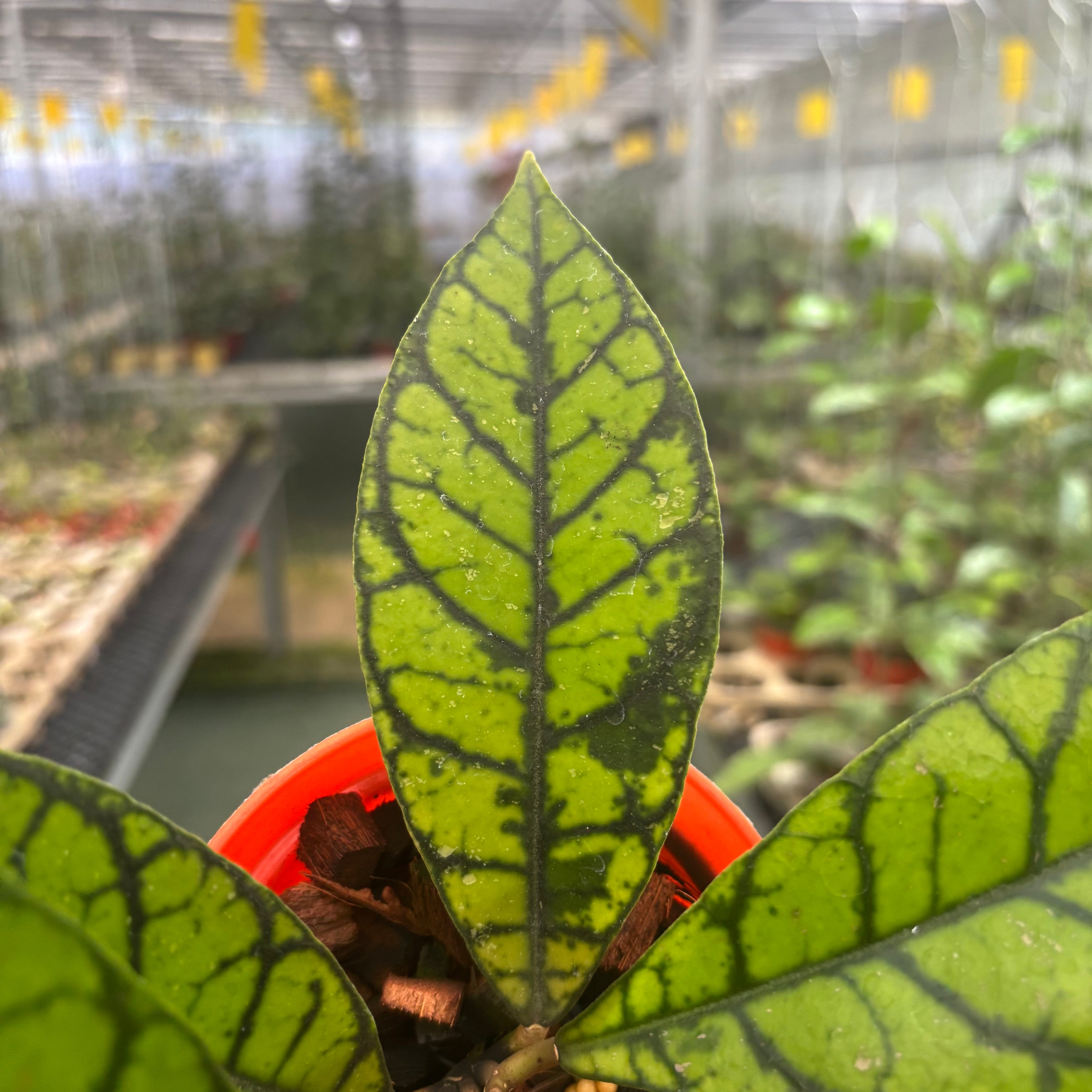 Hoya Calistophylla Zebra