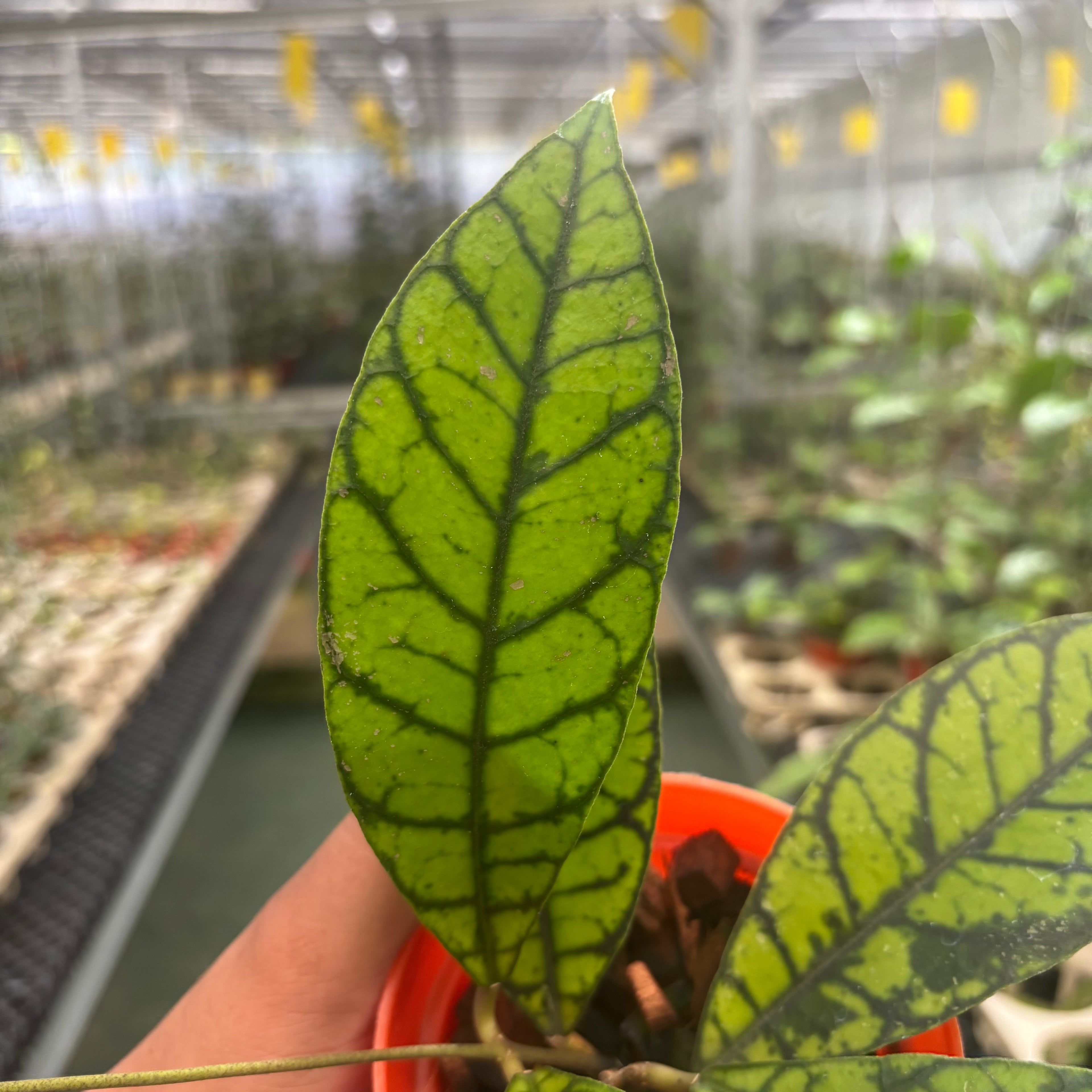 Hoya Calistophylla Zebra
