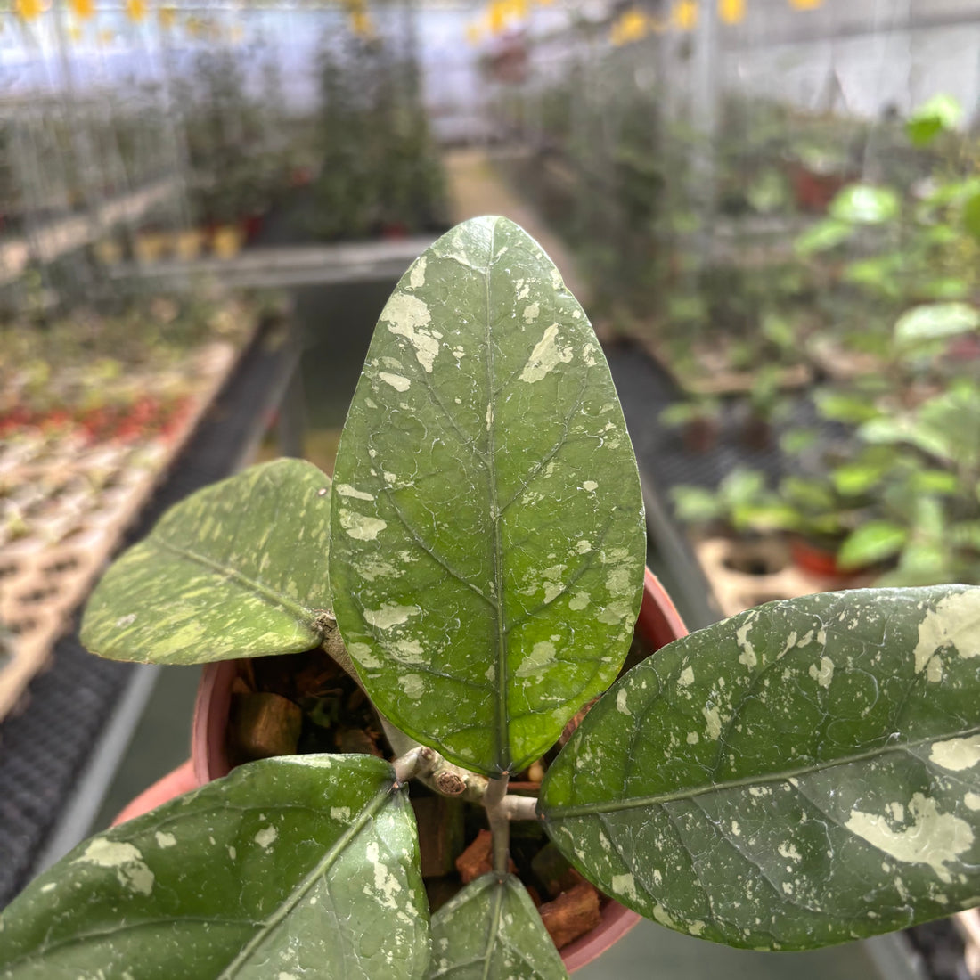 Hoya Sp Aceh Air Suri