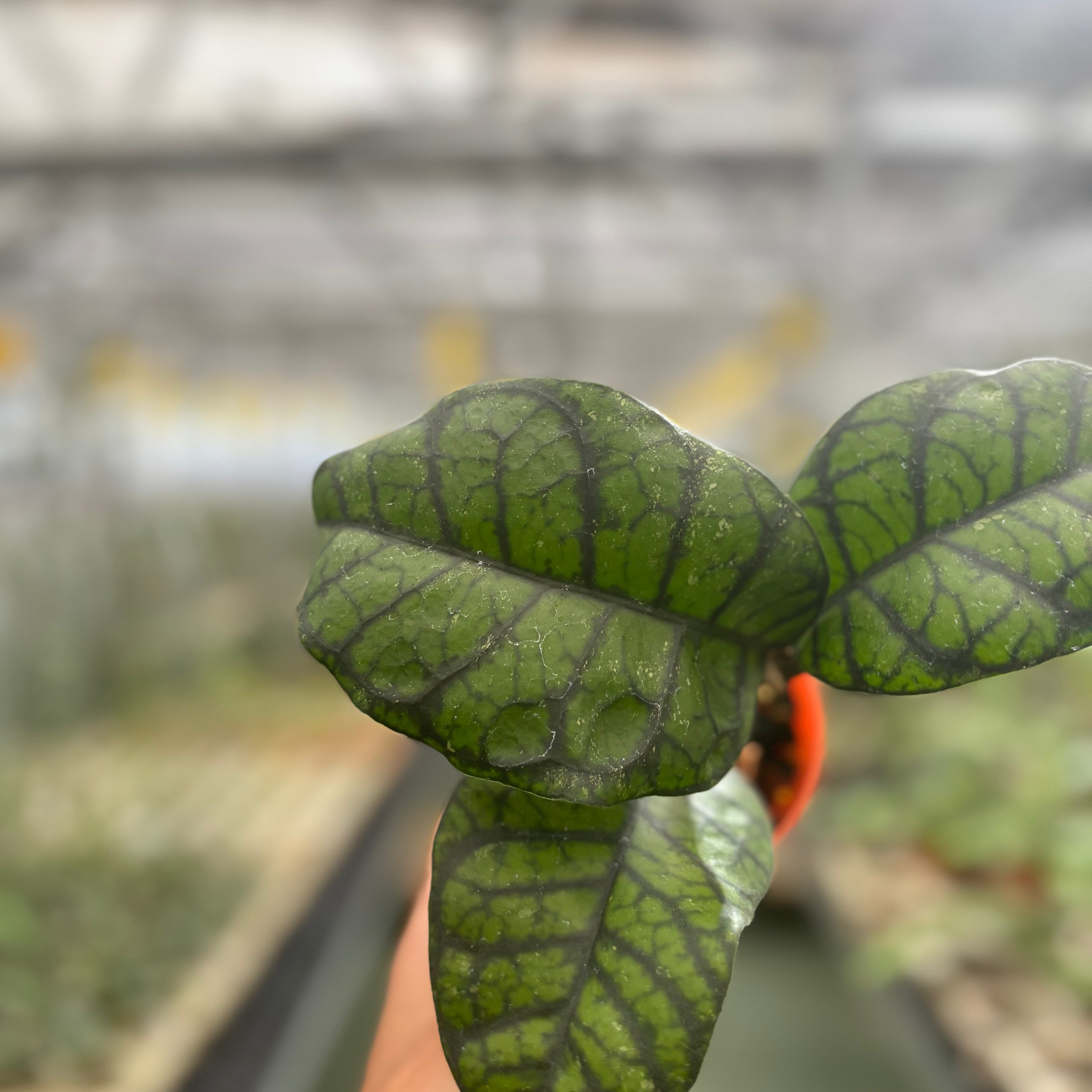 Hoya Calistophylla Obsidian