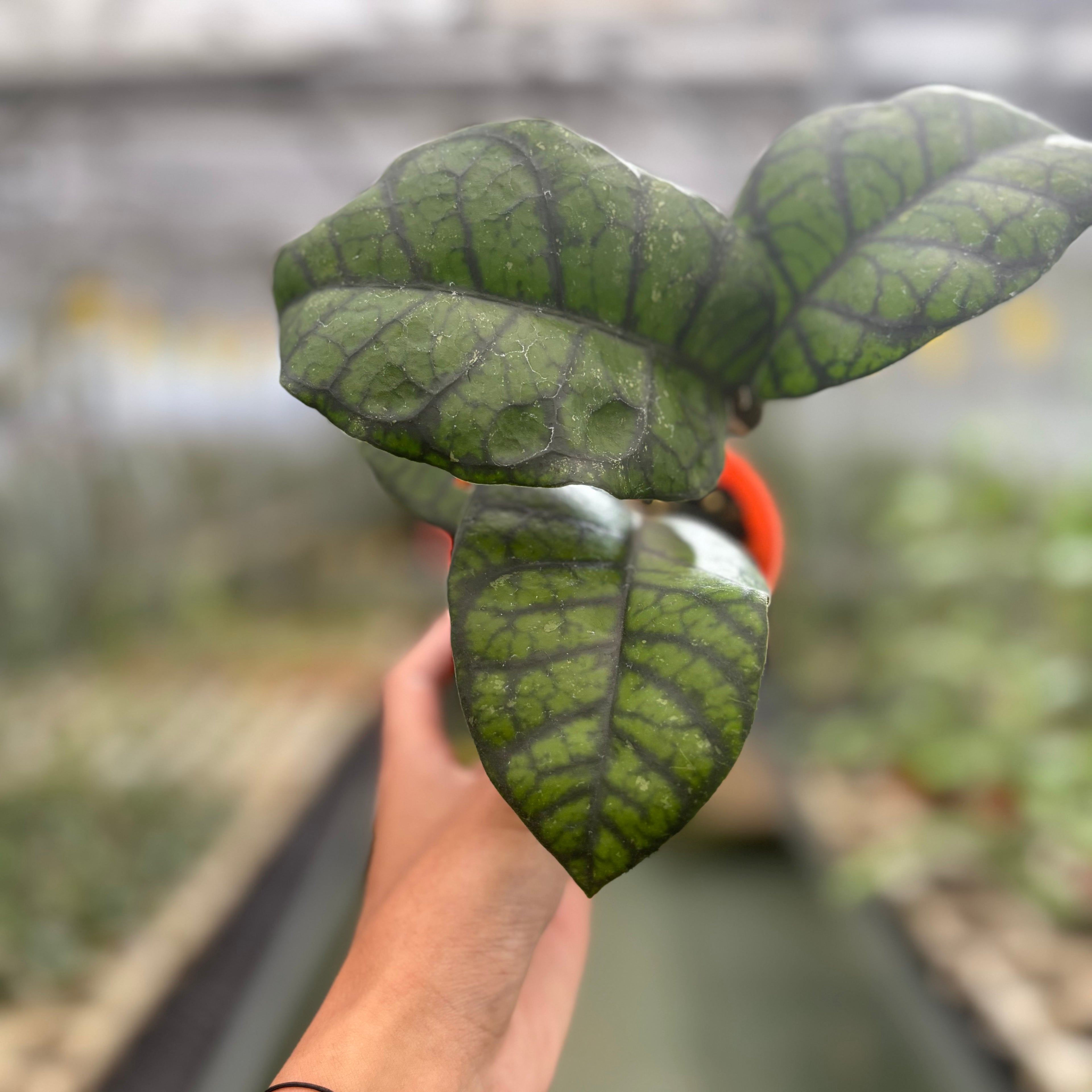 Hoya Calistophylla Obsidian