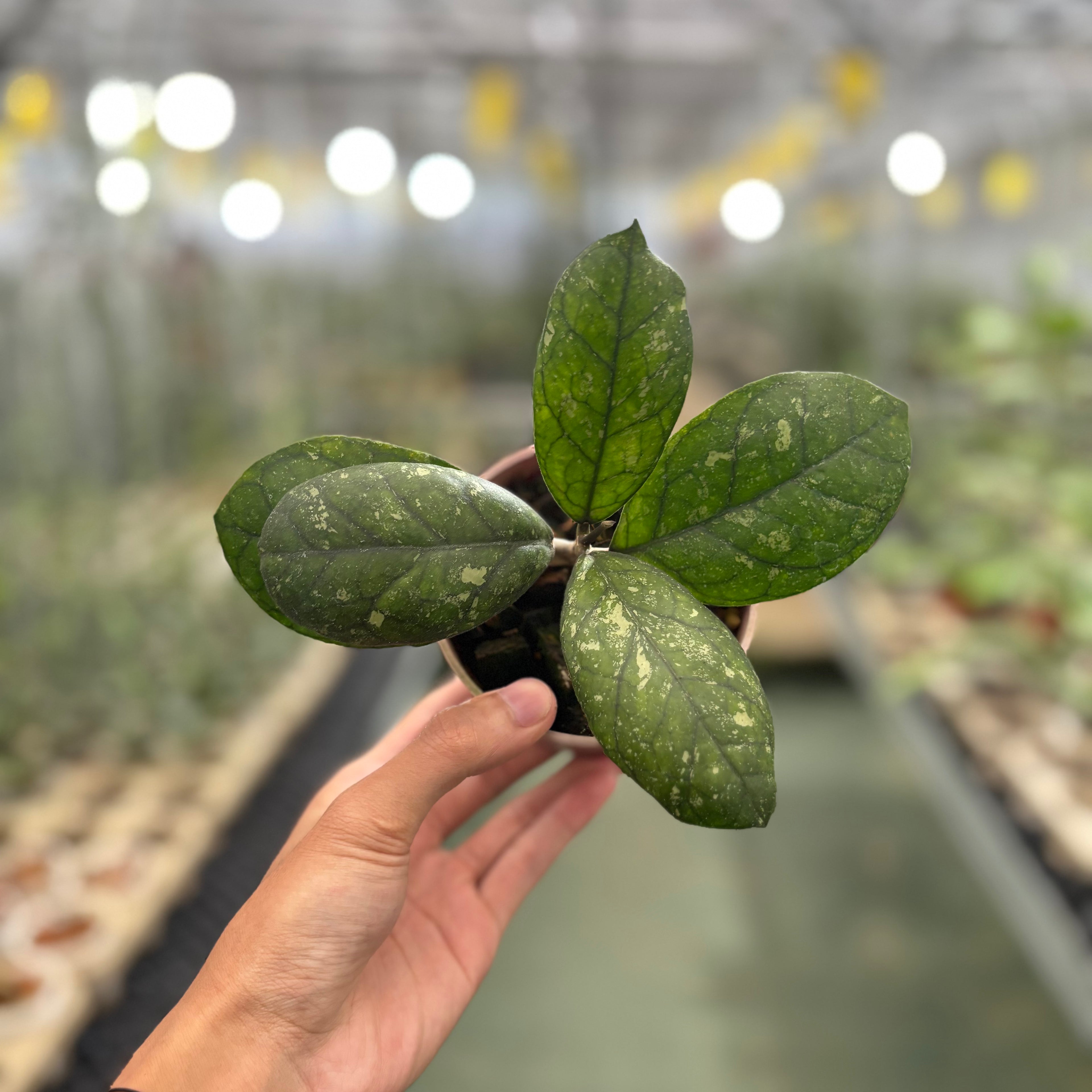 Hoya Larisa Splash