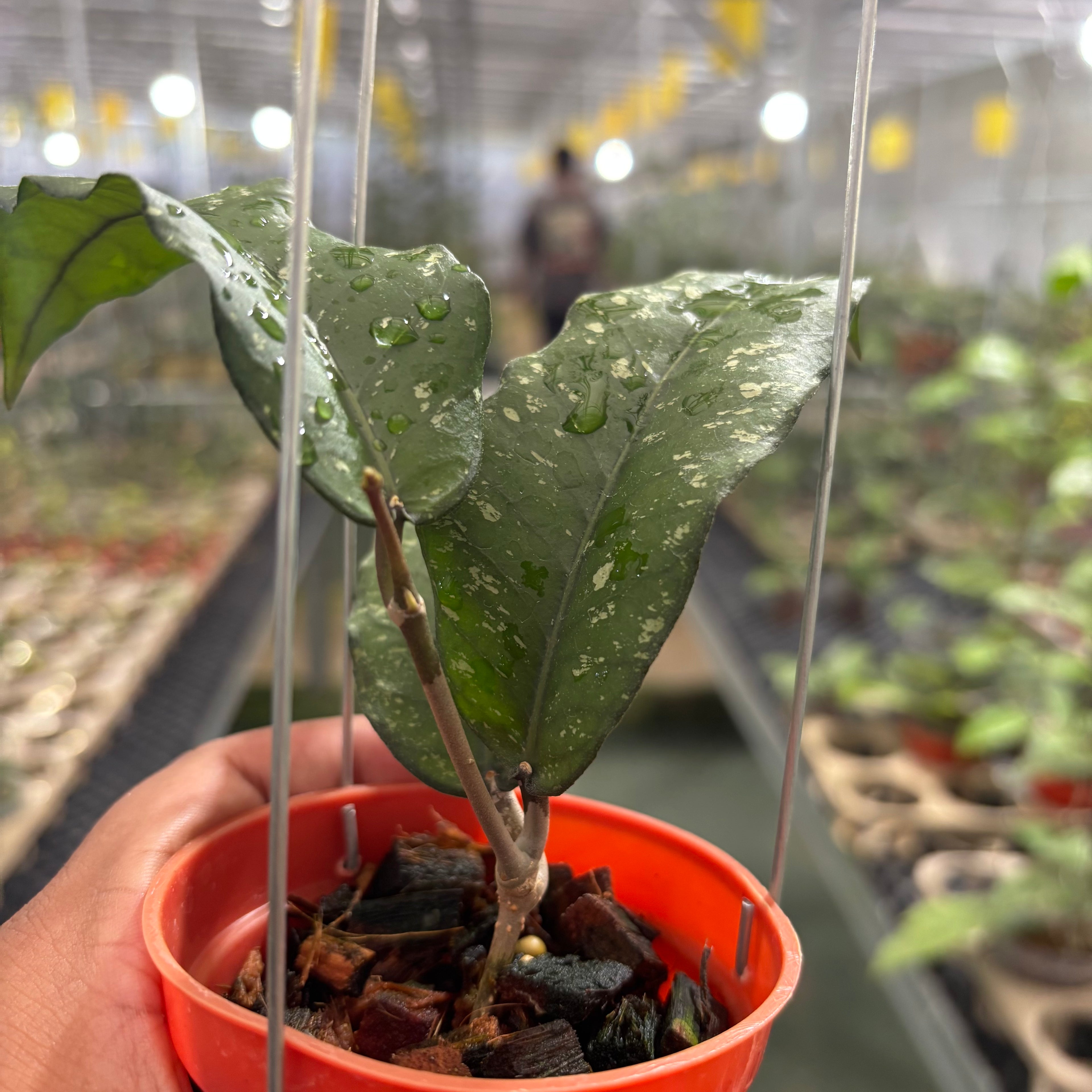Hoya Sp Aceh Putri Betung