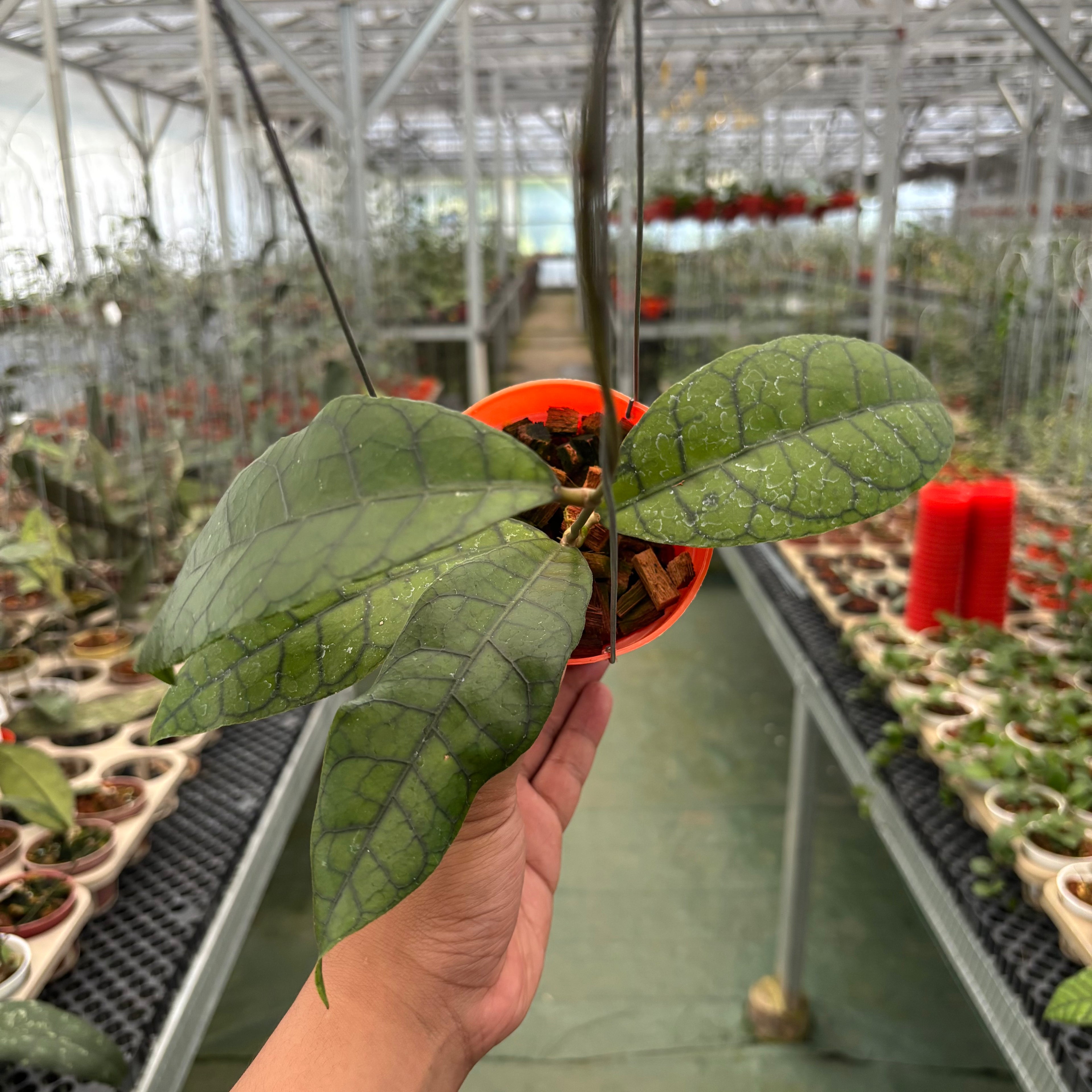 Hoya King Calistophylla