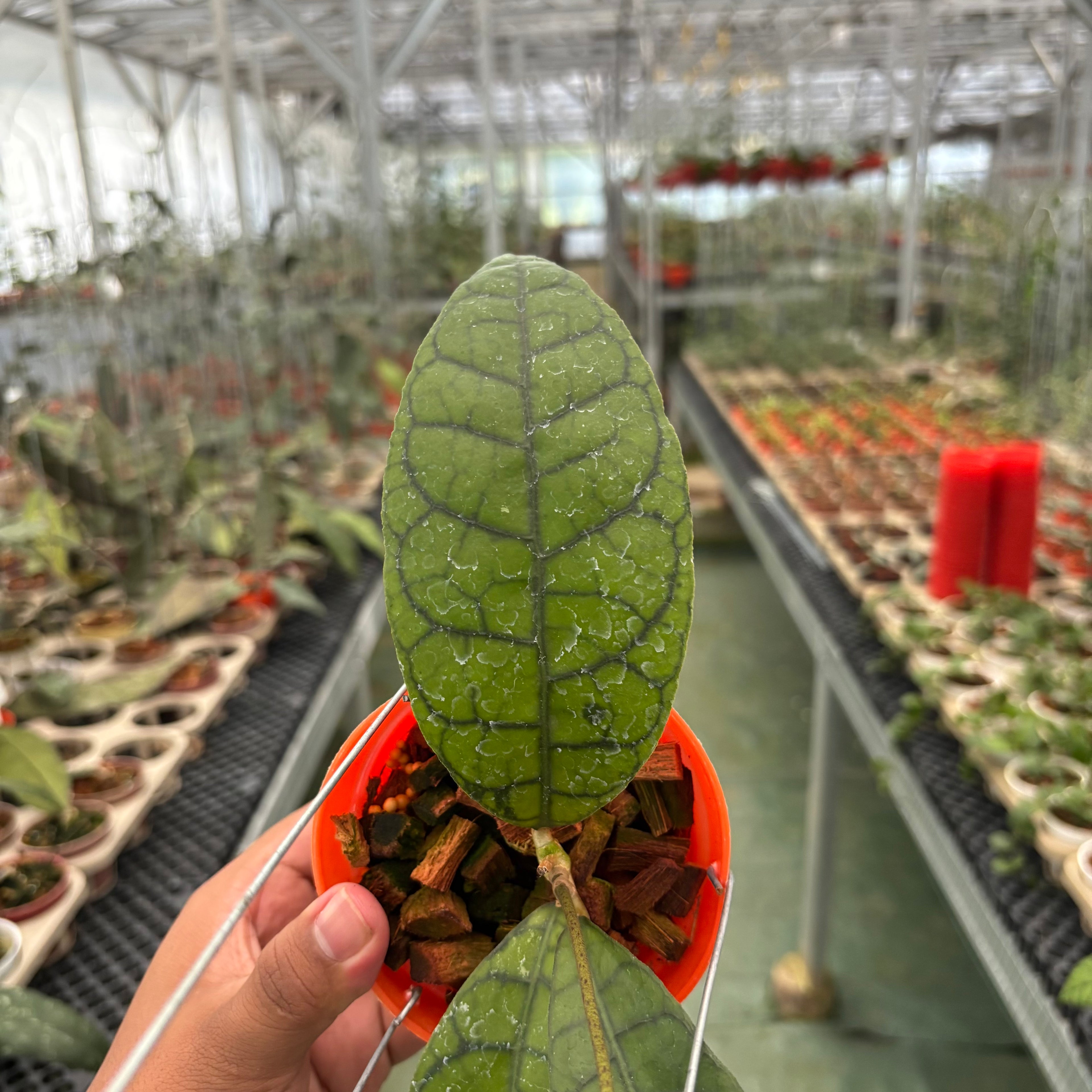 Hoya King Calistophylla
