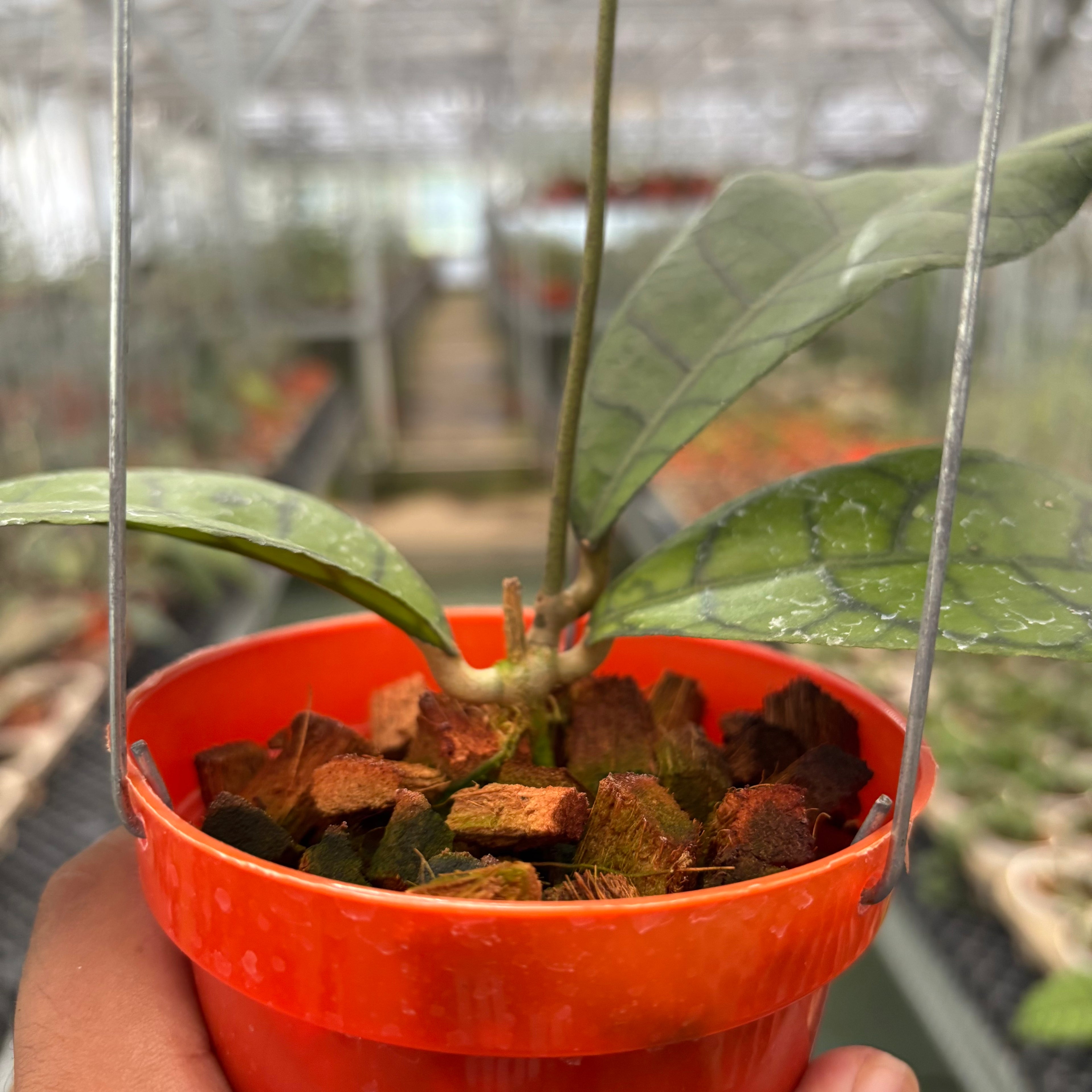 Hoya King Calistophylla