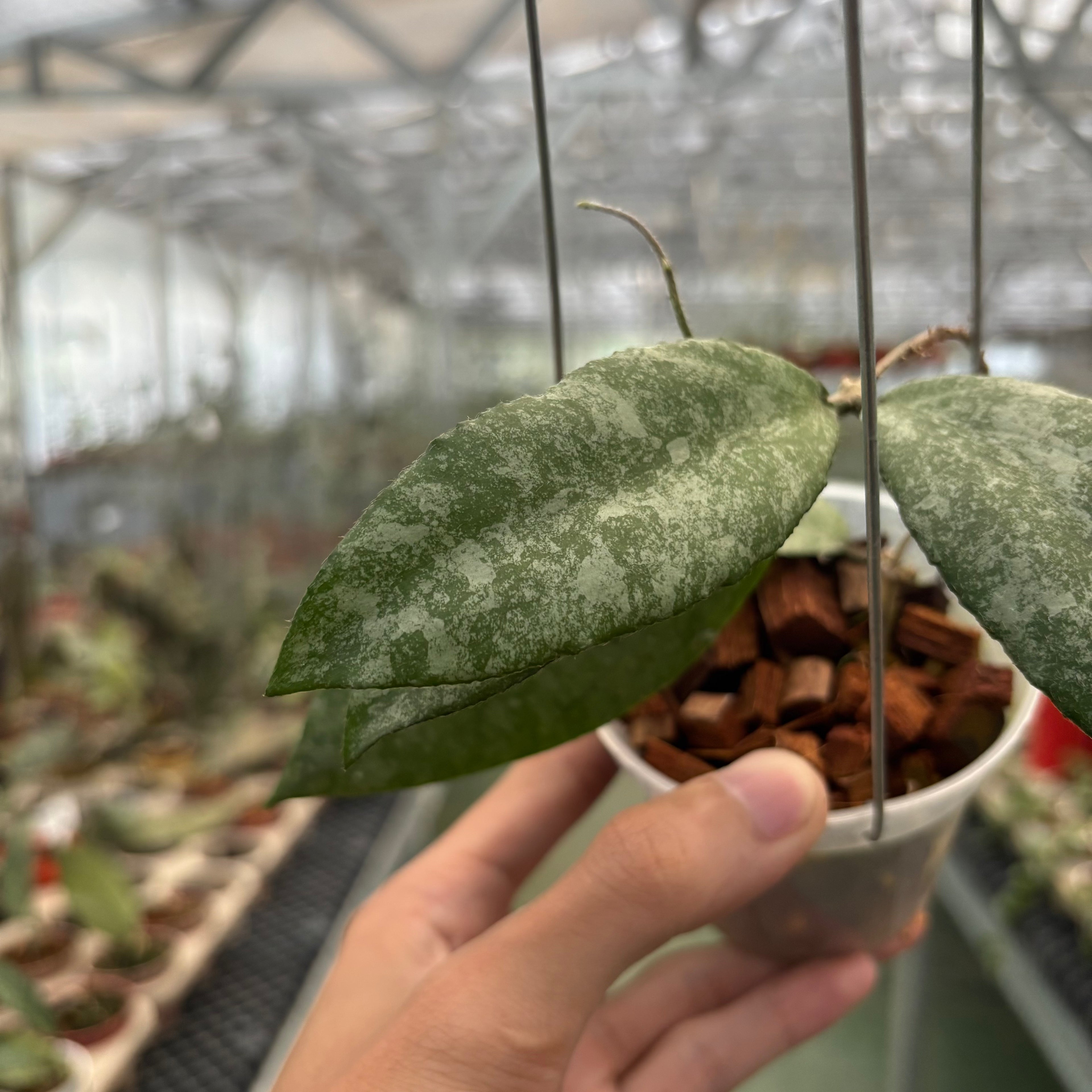 Hoya Caudata High Splash