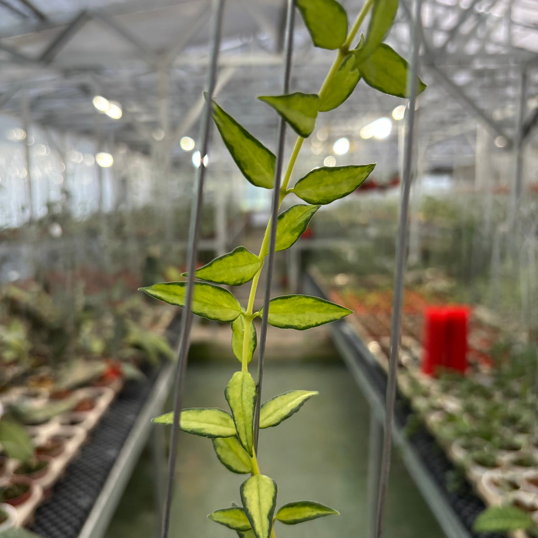 Hoya Bella Inner Variegated