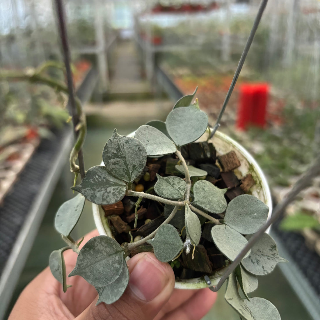 Hoya Curtisii Silver