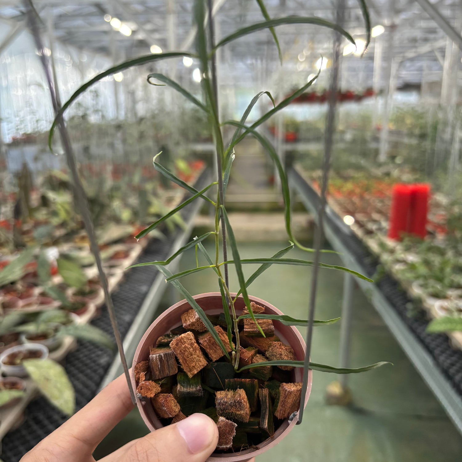 Hoya Stenophylla