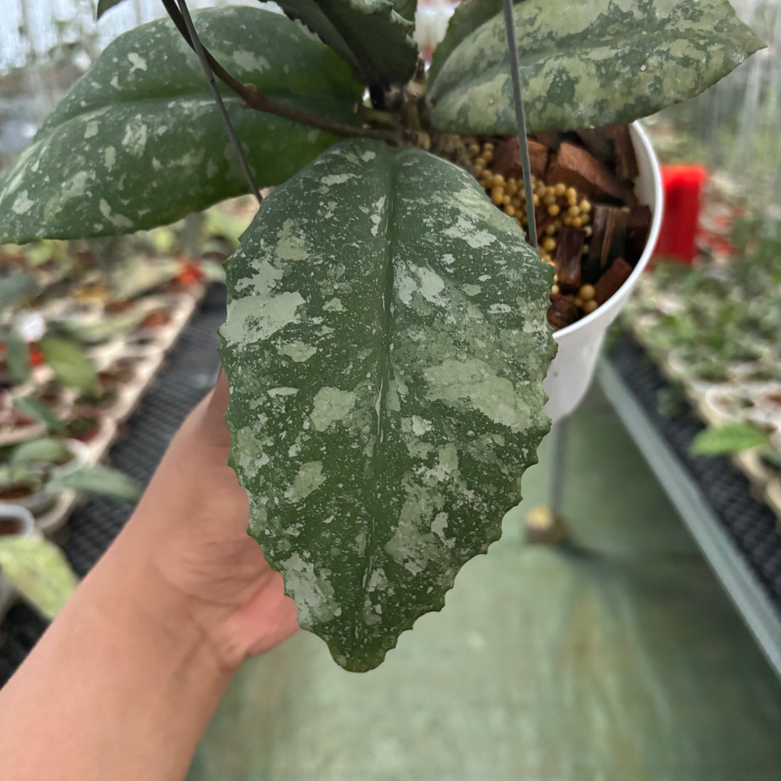 Hoya Undulata High Splash