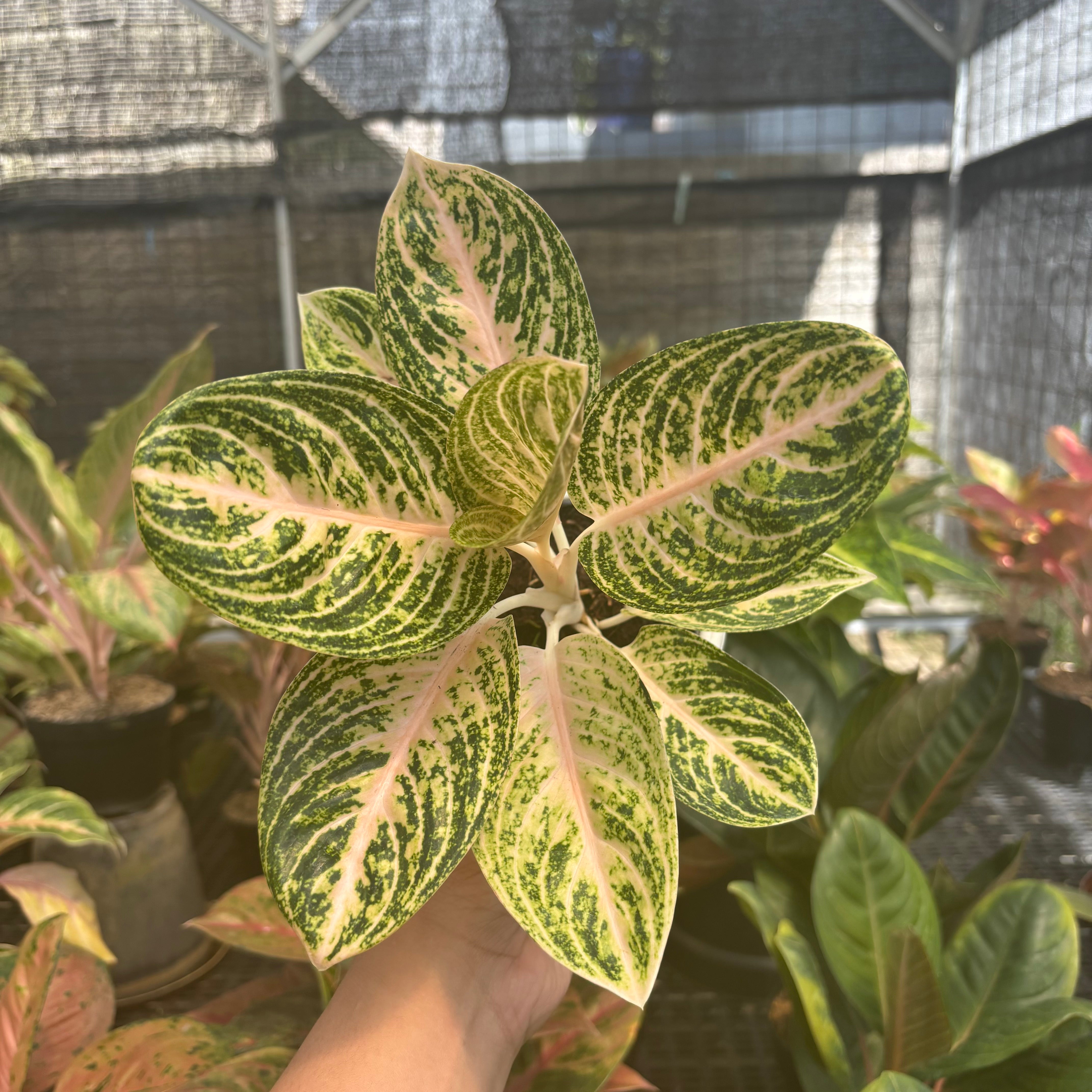 aglaonema legacy plant Aglaonema White Legacy – Greenspaces.id