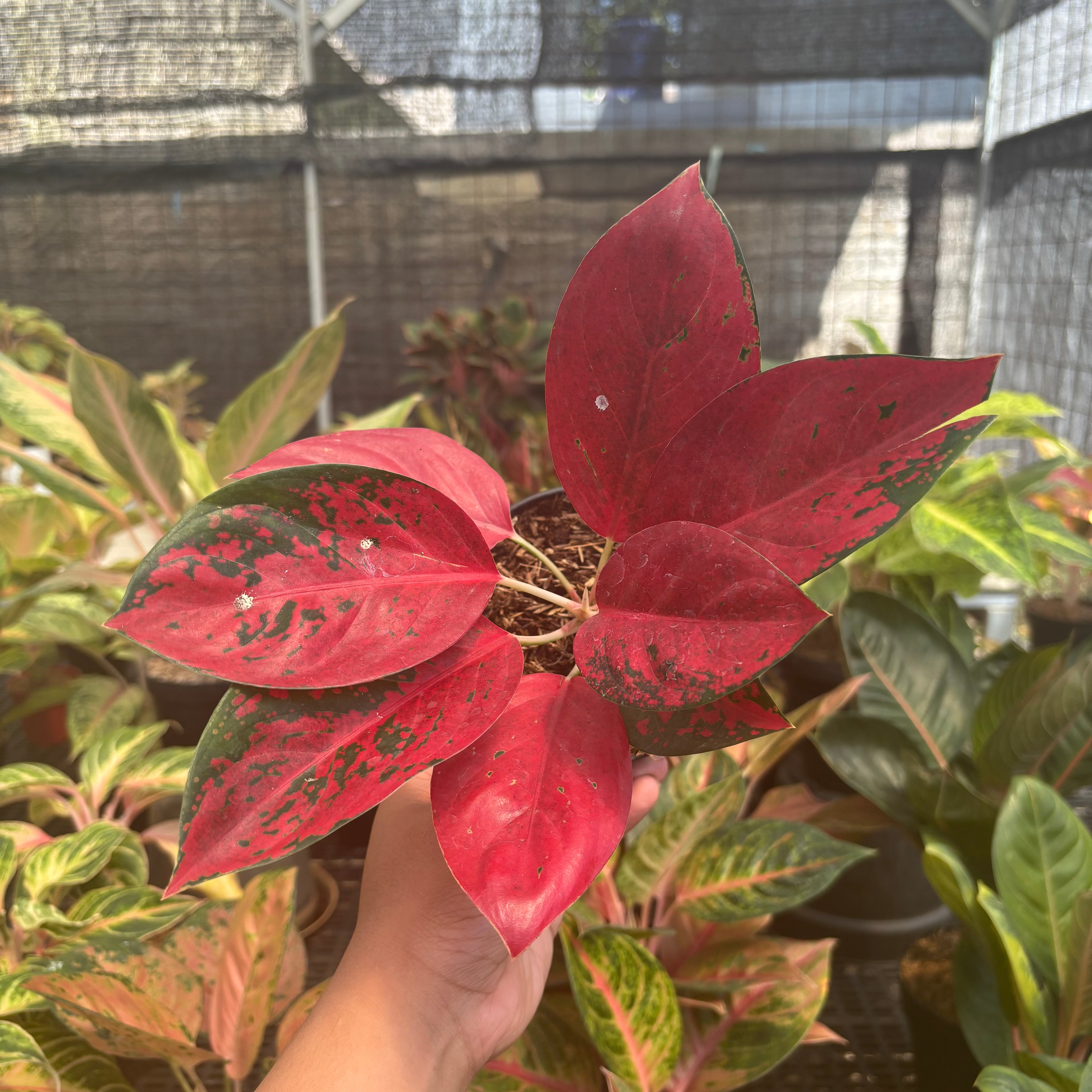 Aglaonema Kochin Superstar